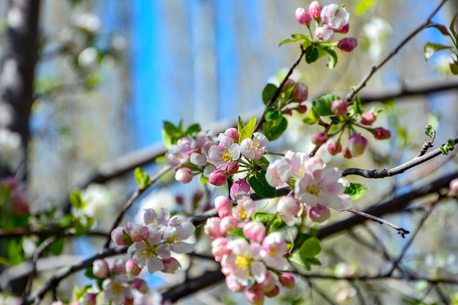 Nikon D7100 sample photo. Apple blossom, sprig, spring photography