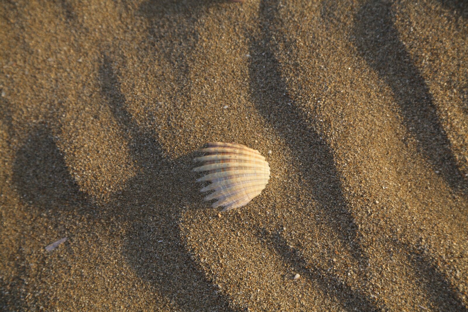 Canon EF 24-105mm F4L IS USM sample photo. Shell, sand, sea photography