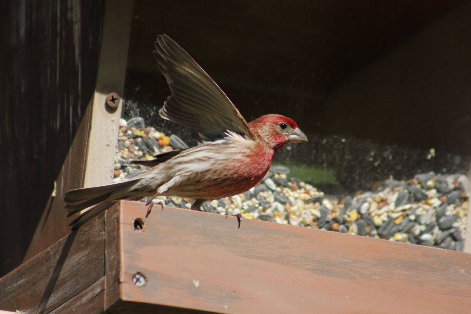 Canon EOS 550D (EOS Rebel T2i / EOS Kiss X4) sample photo. Bird, nature, outdoors photography