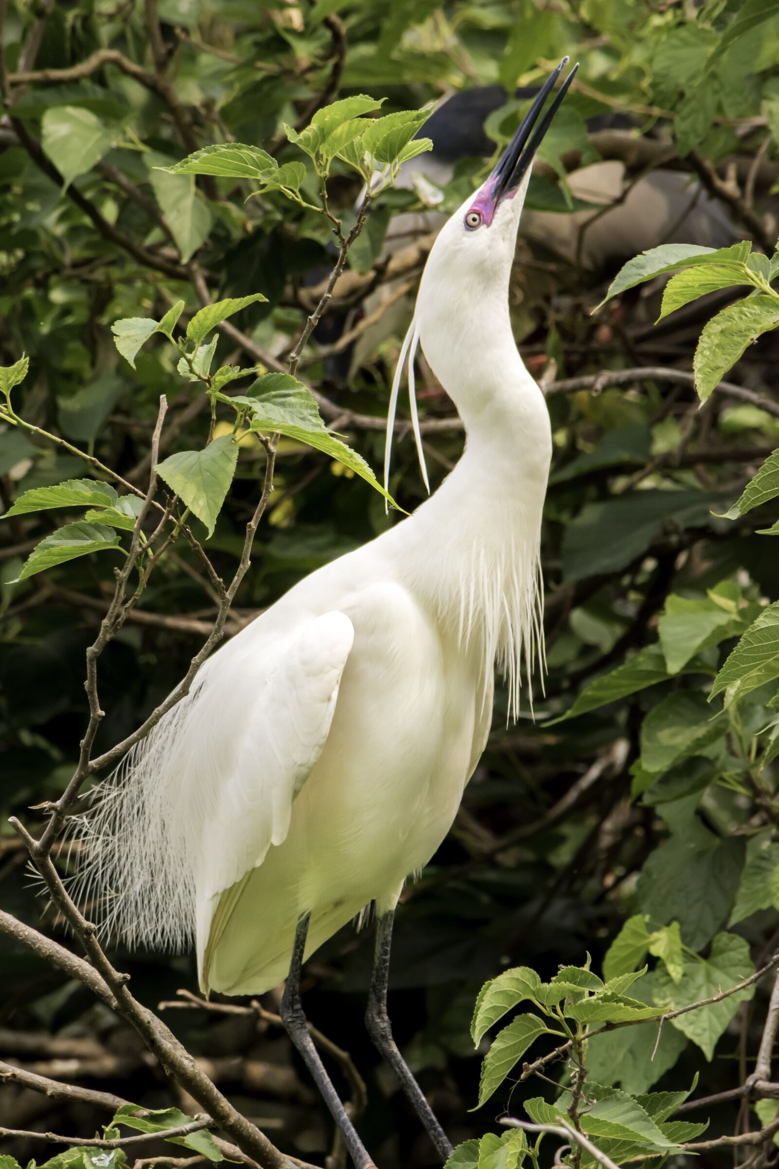 Nikon D5500 sample photo. Bird, nature, wildlife photography