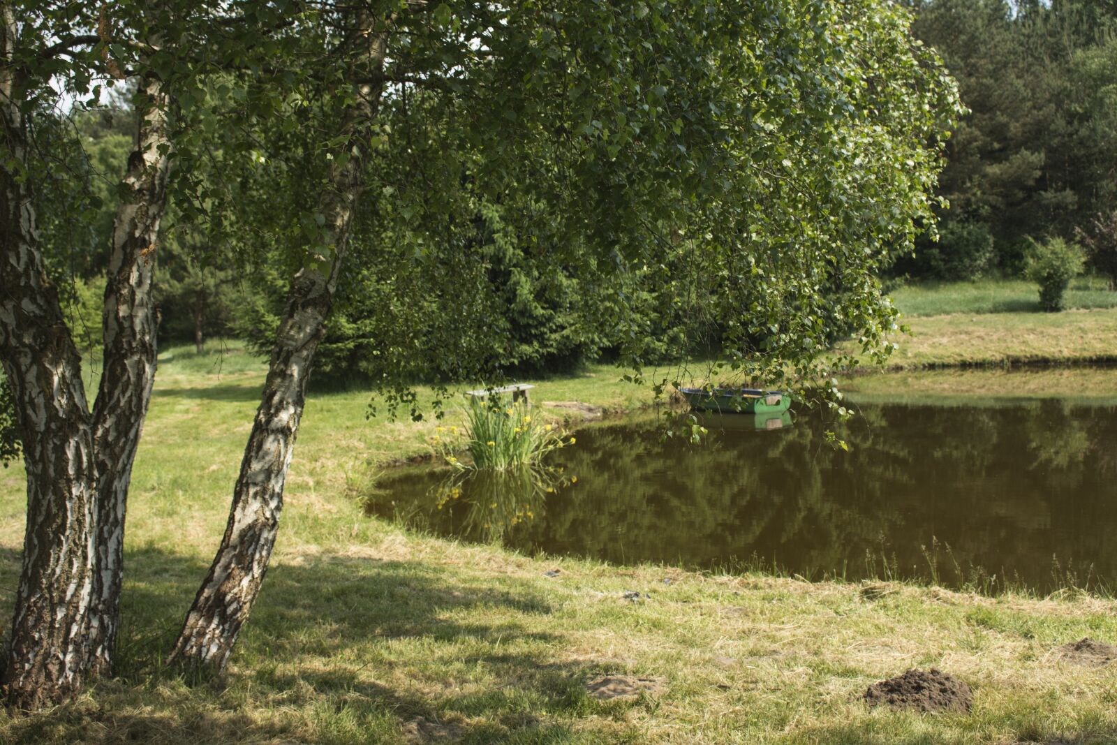 Canon EOS 700D (EOS Rebel T5i / EOS Kiss X7i) sample photo. Pond, summer, birch photography