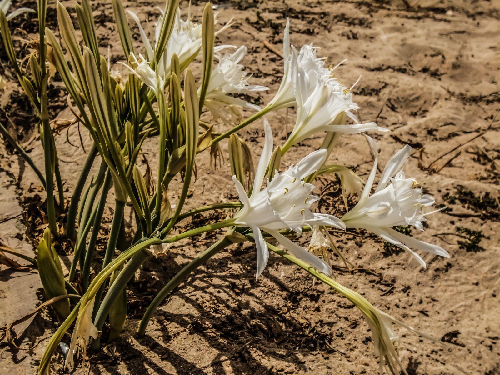 Sony Cyber-shot DSC-W800 sample photo. Pancratium maritimum, lily, flower photography