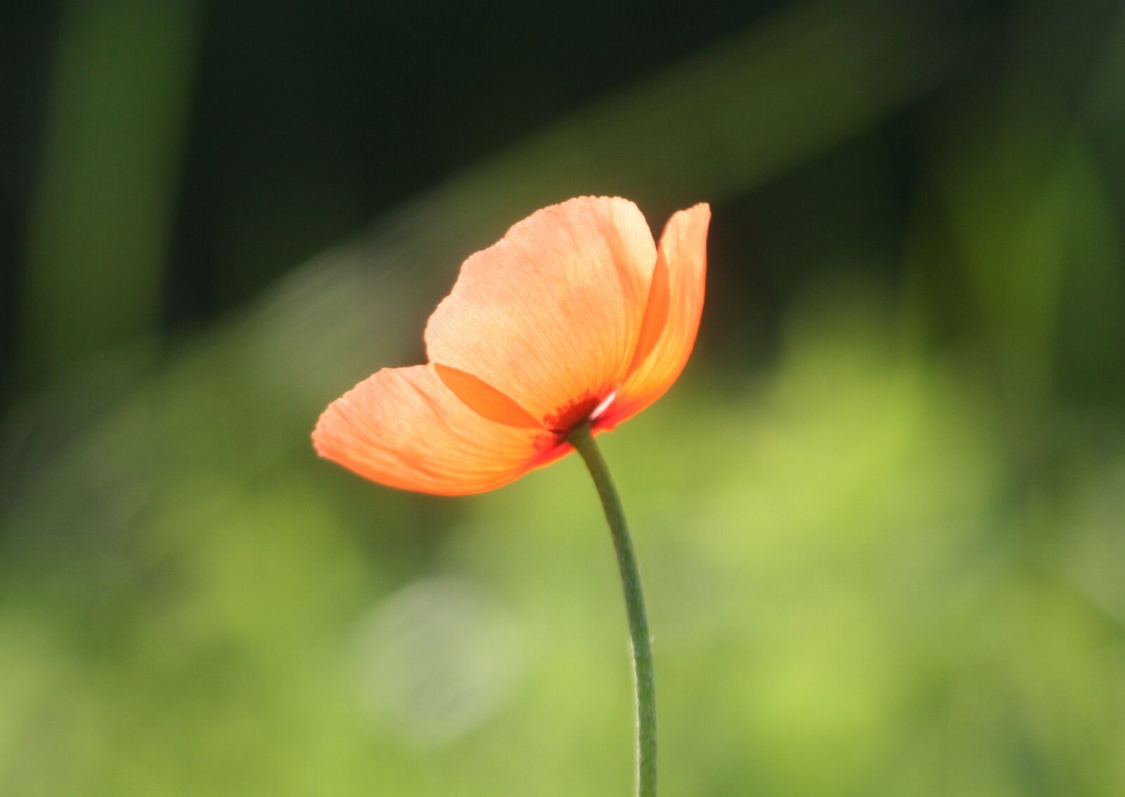 Canon EOS 350D (EOS Digital Rebel XT / EOS Kiss Digital N) sample photo. Poppy, flower, nature photography
