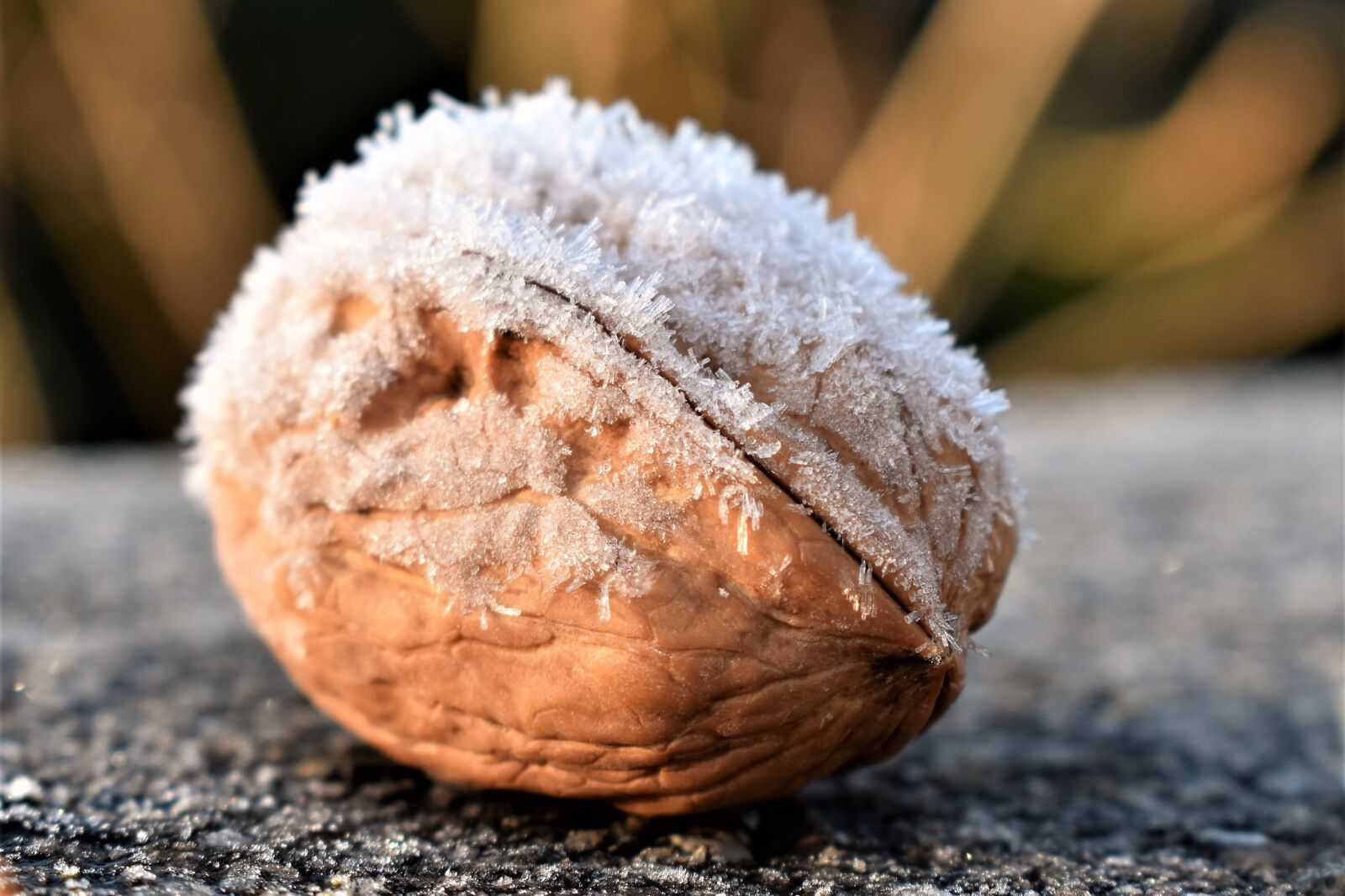 Nikon D5500 sample photo. Nut, tree nut, winter photography