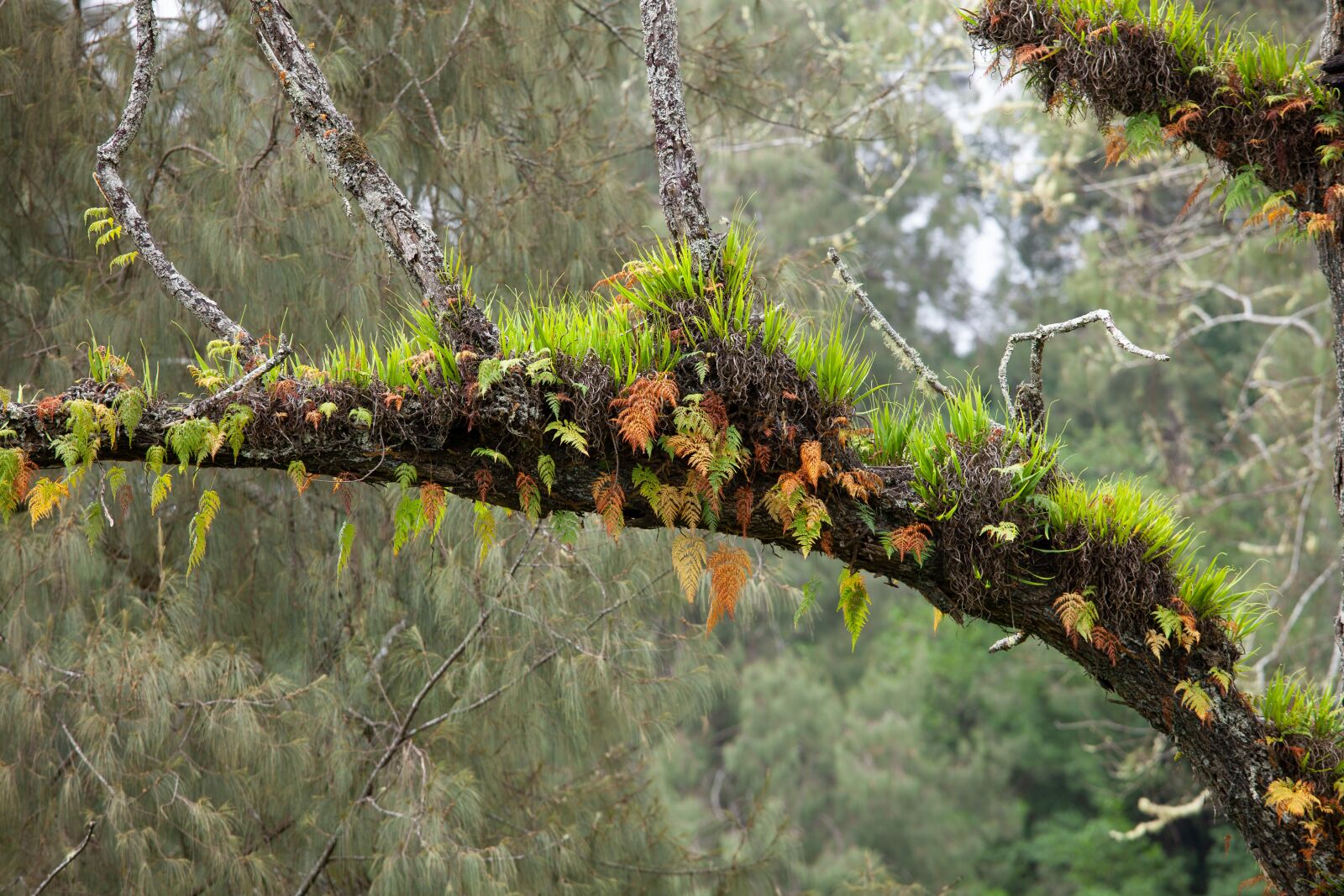 Canon EOS 5D Mark II sample photo. Landscape, branch, plant photography