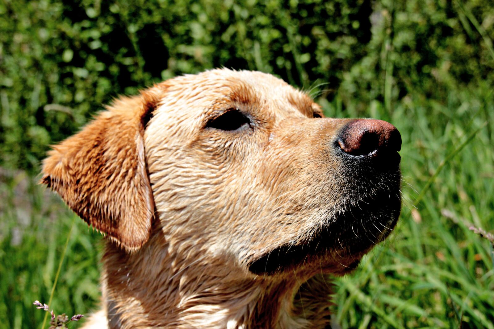 Canon EOS 600D (Rebel EOS T3i / EOS Kiss X5) sample photo. Dog, yellow lab, pet photography