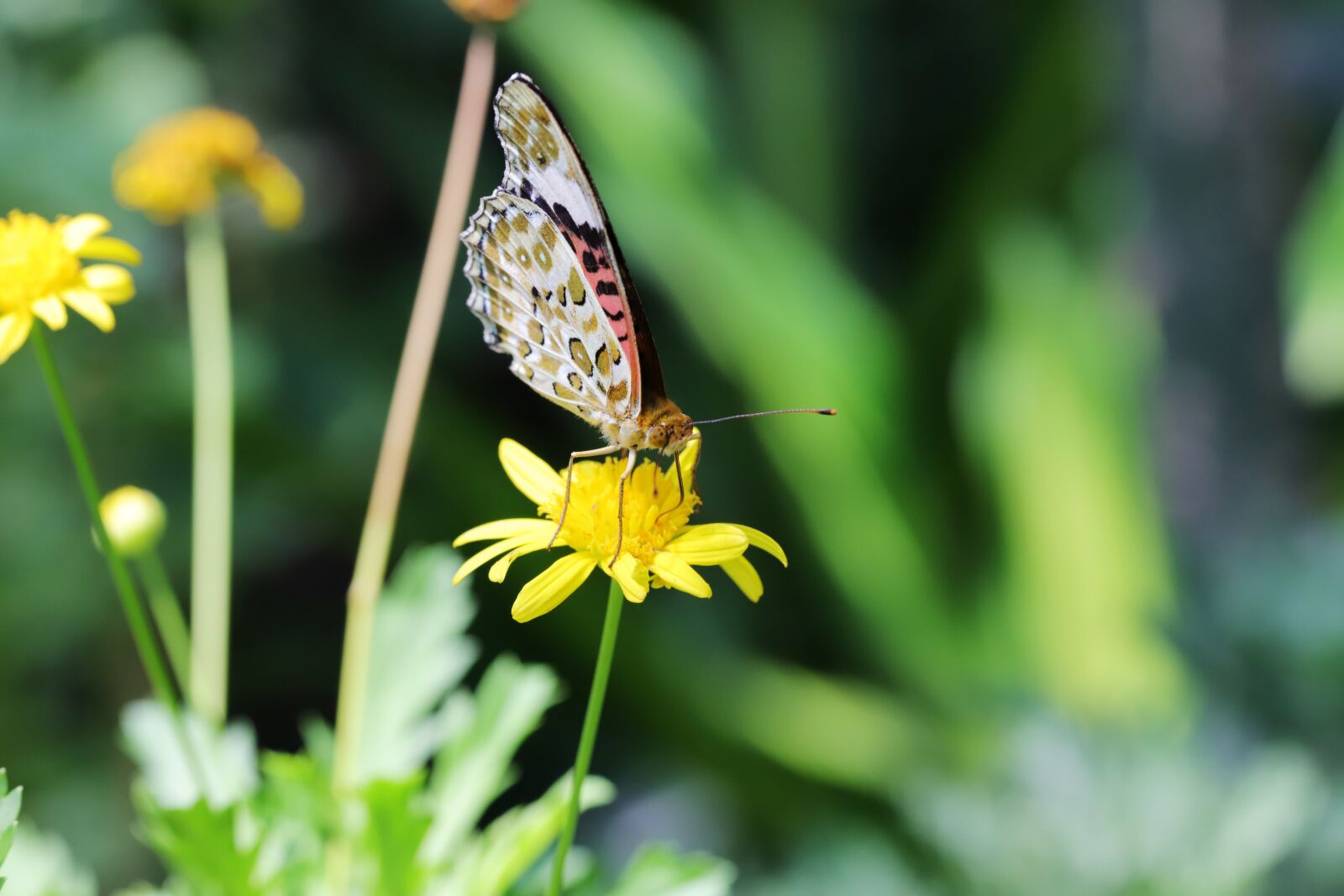 Canon EOS 6D Mark II sample photo. Butterfly, insects, nature photography