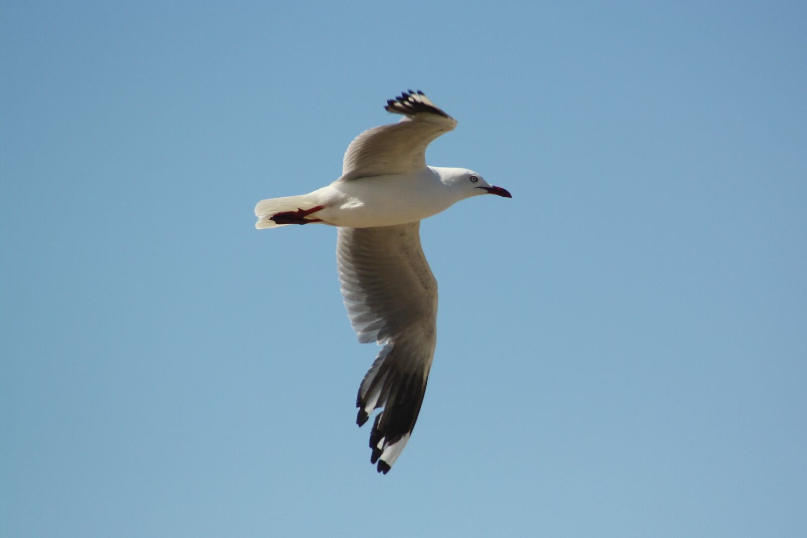 Canon EOS 1000D (EOS Digital Rebel XS / EOS Kiss F) sample photo. Seagull, flight, bird photography
