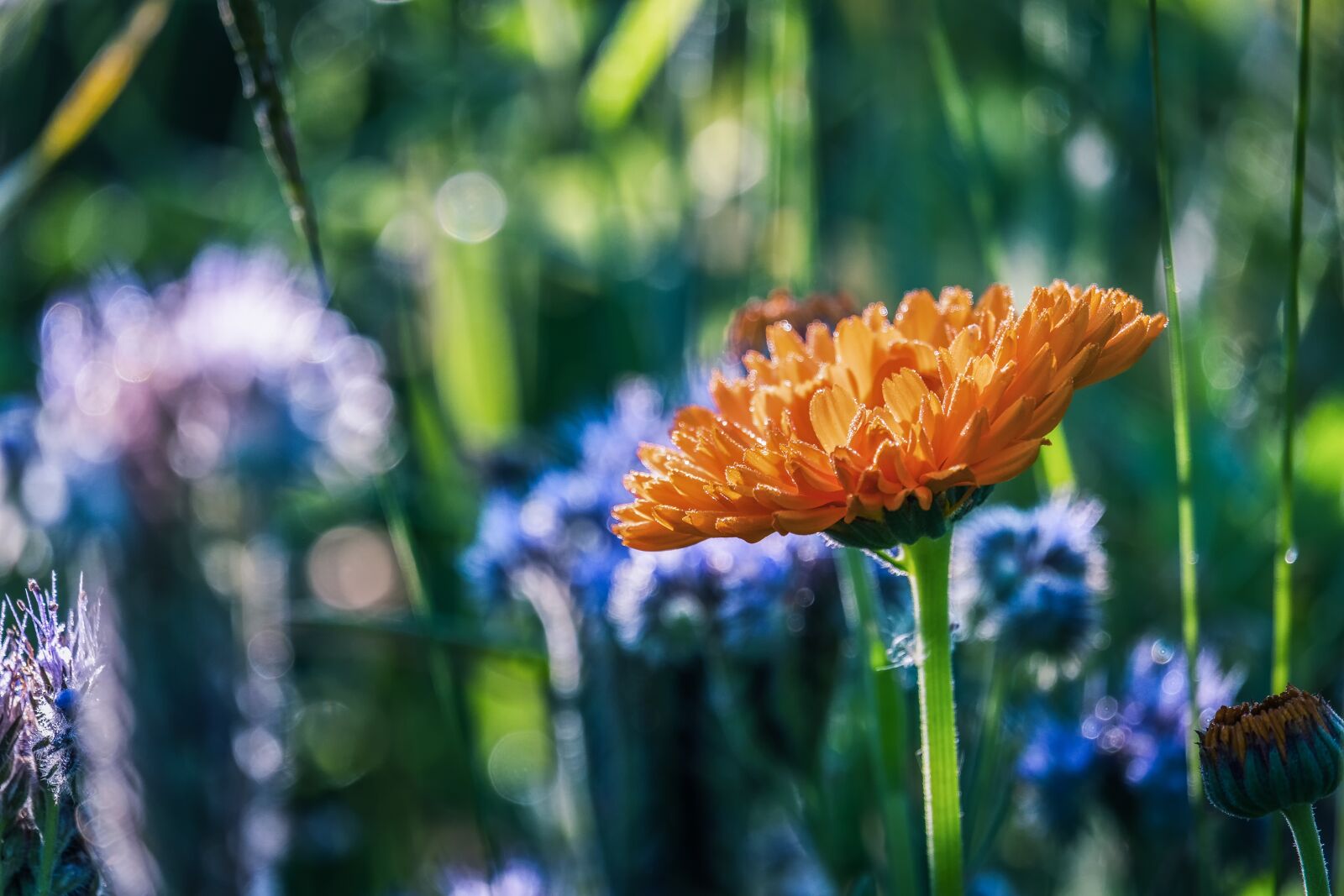 Fujifilm X-T30 sample photo. Marigold, calendula, flower photography