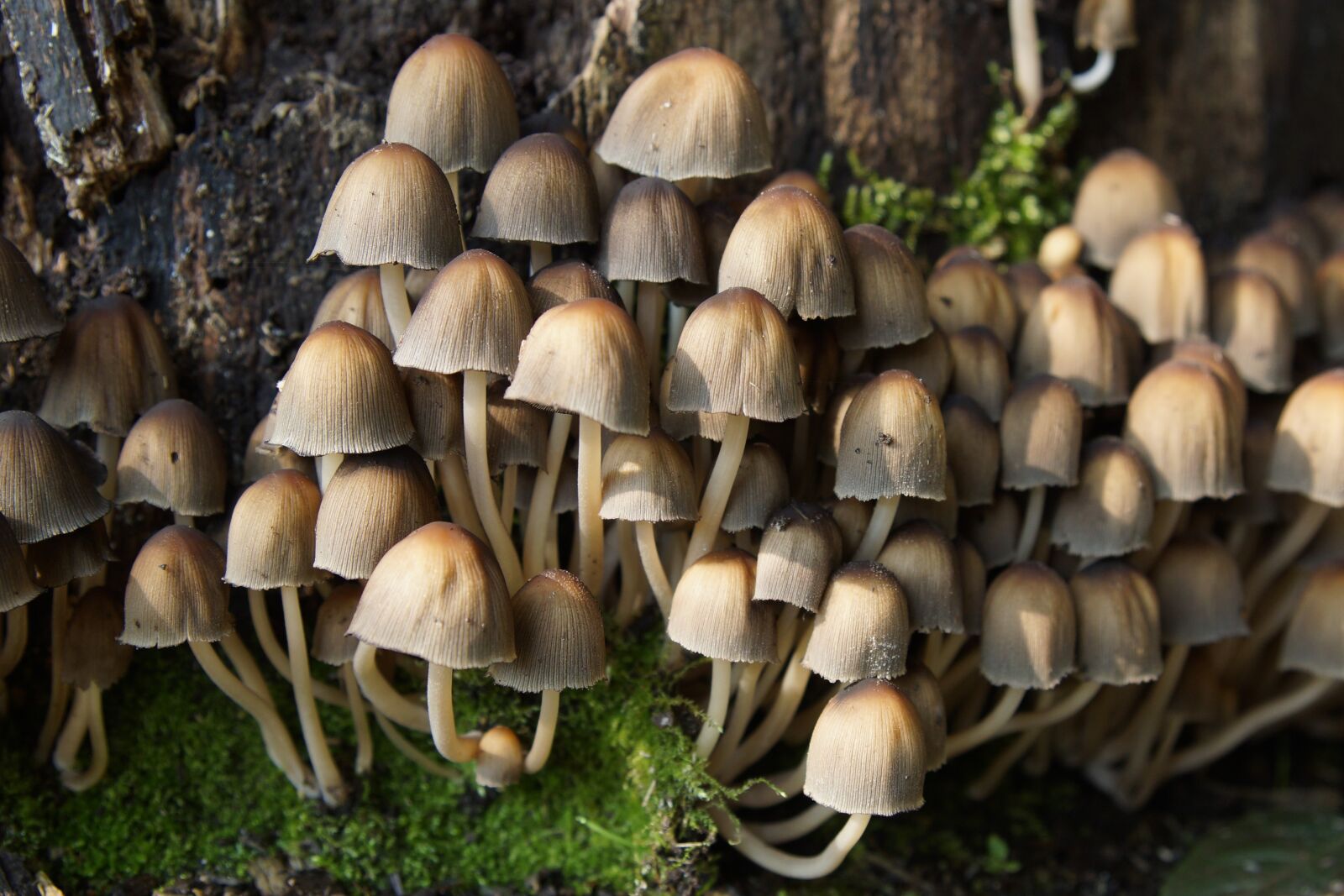 24-70mm F2.8 sample photo. Mushrooms, forest, autumn photography