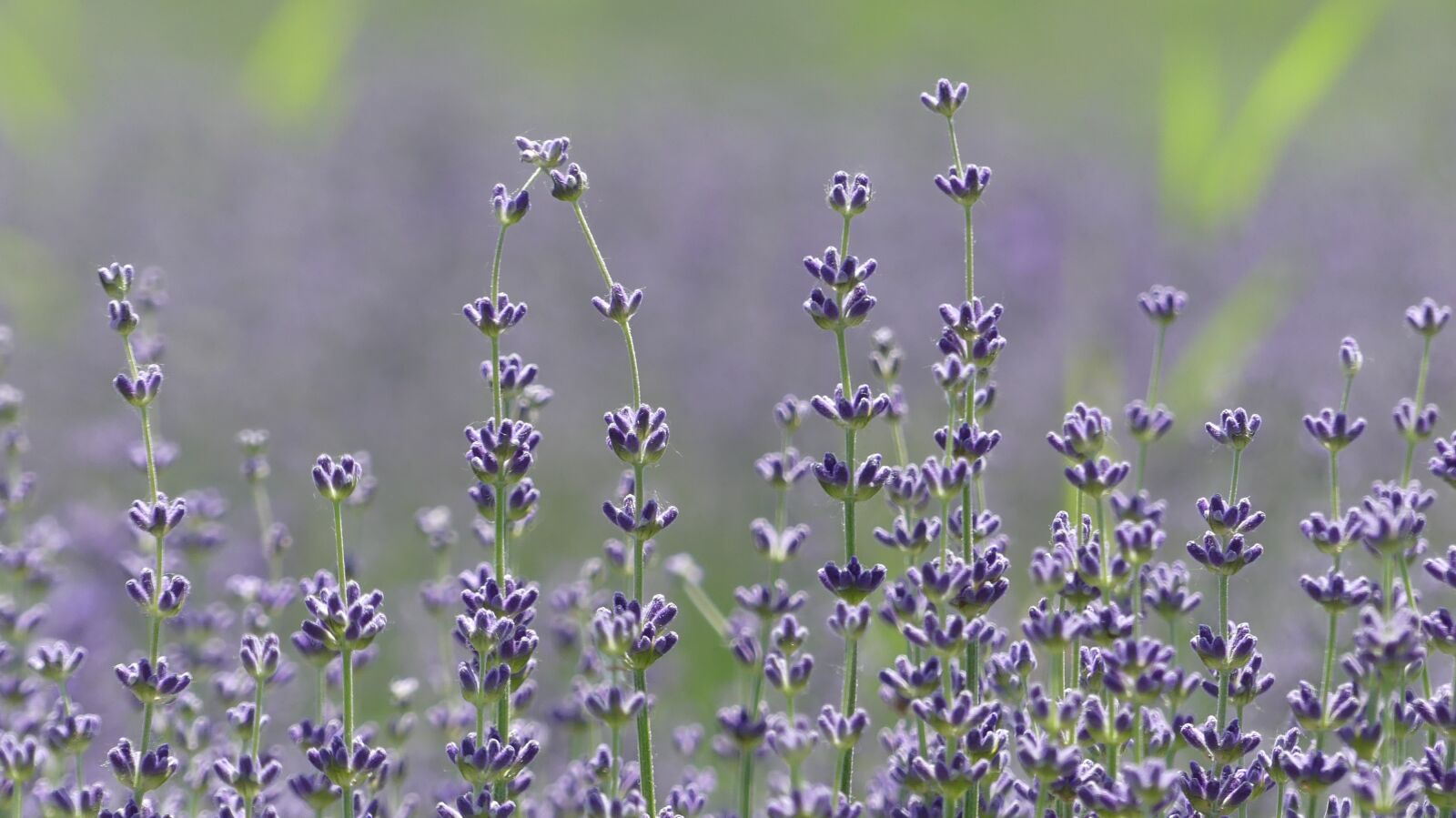 Panasonic Lumix DMC-FZ300 sample photo. Lavender, plant, flora photography