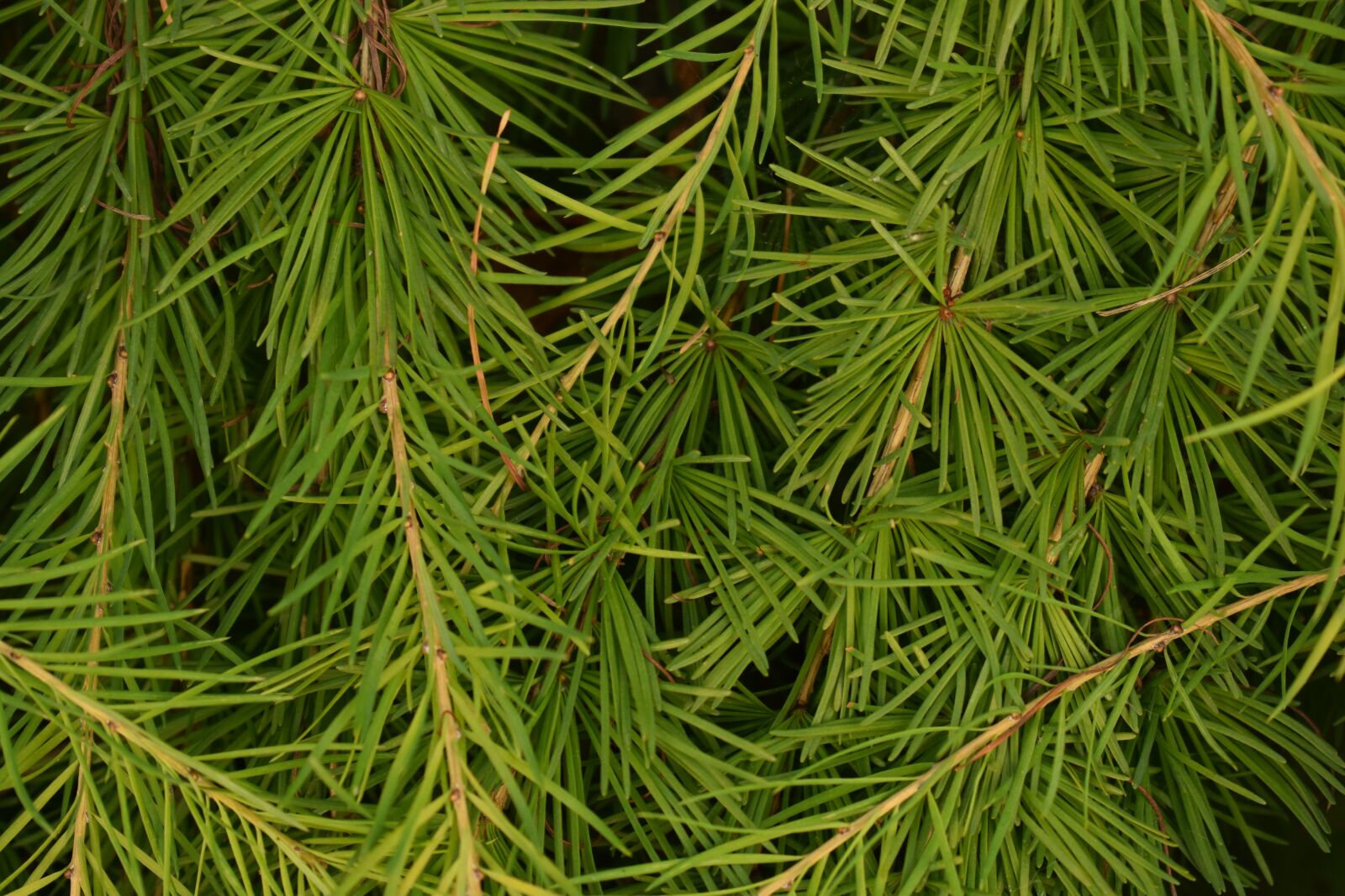 Nikon D3400 sample photo. Background, texture, larch photography