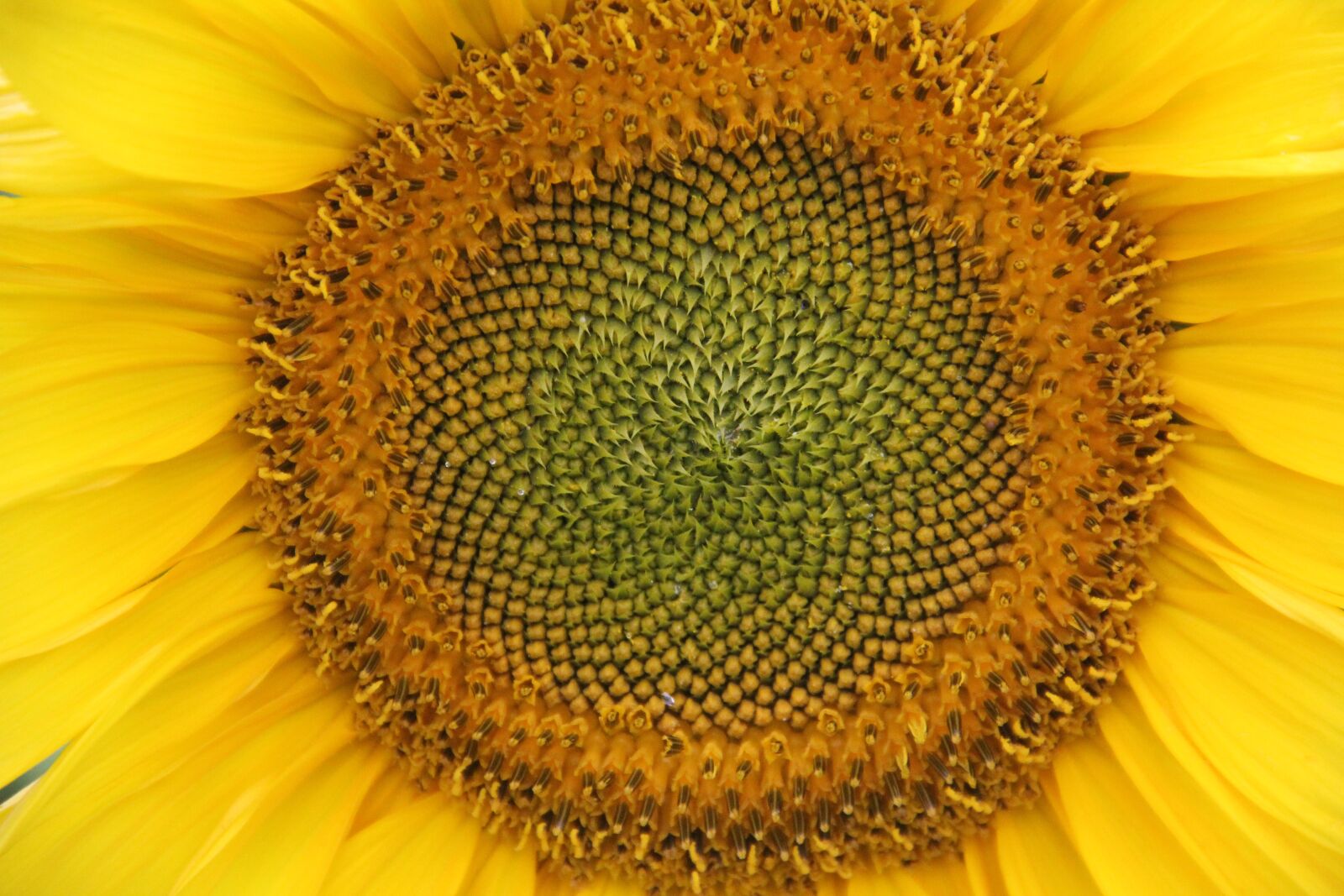 Canon EOS 60D sample photo. Sunflower, yellow, blossom photography