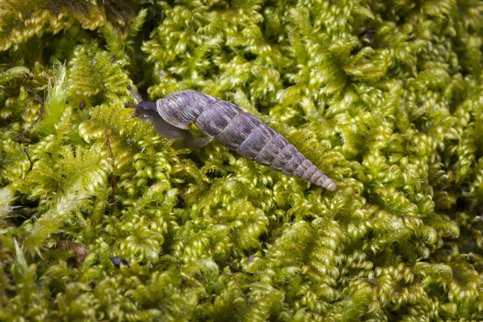 Canon EOS 7D sample photo. Snail, moss, green photography
