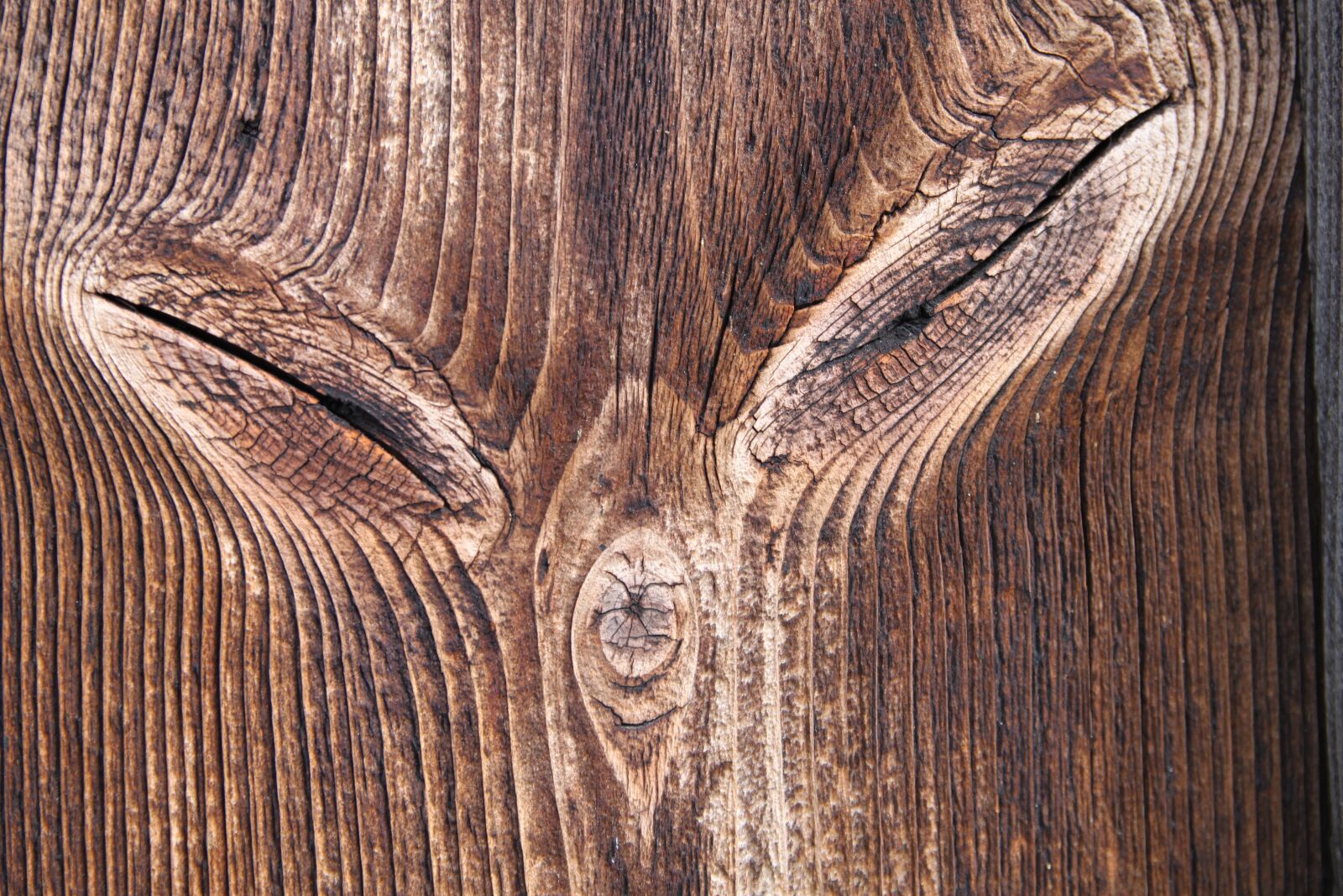 Canon EOS 500D (EOS Rebel T1i / EOS Kiss X3) sample photo. Wood, knothole, tree photography