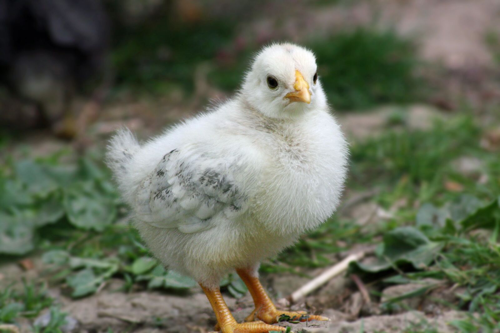 Canon EOS 1000D (EOS Digital Rebel XS / EOS Kiss F) sample photo. Chicks, easter, chicken photography