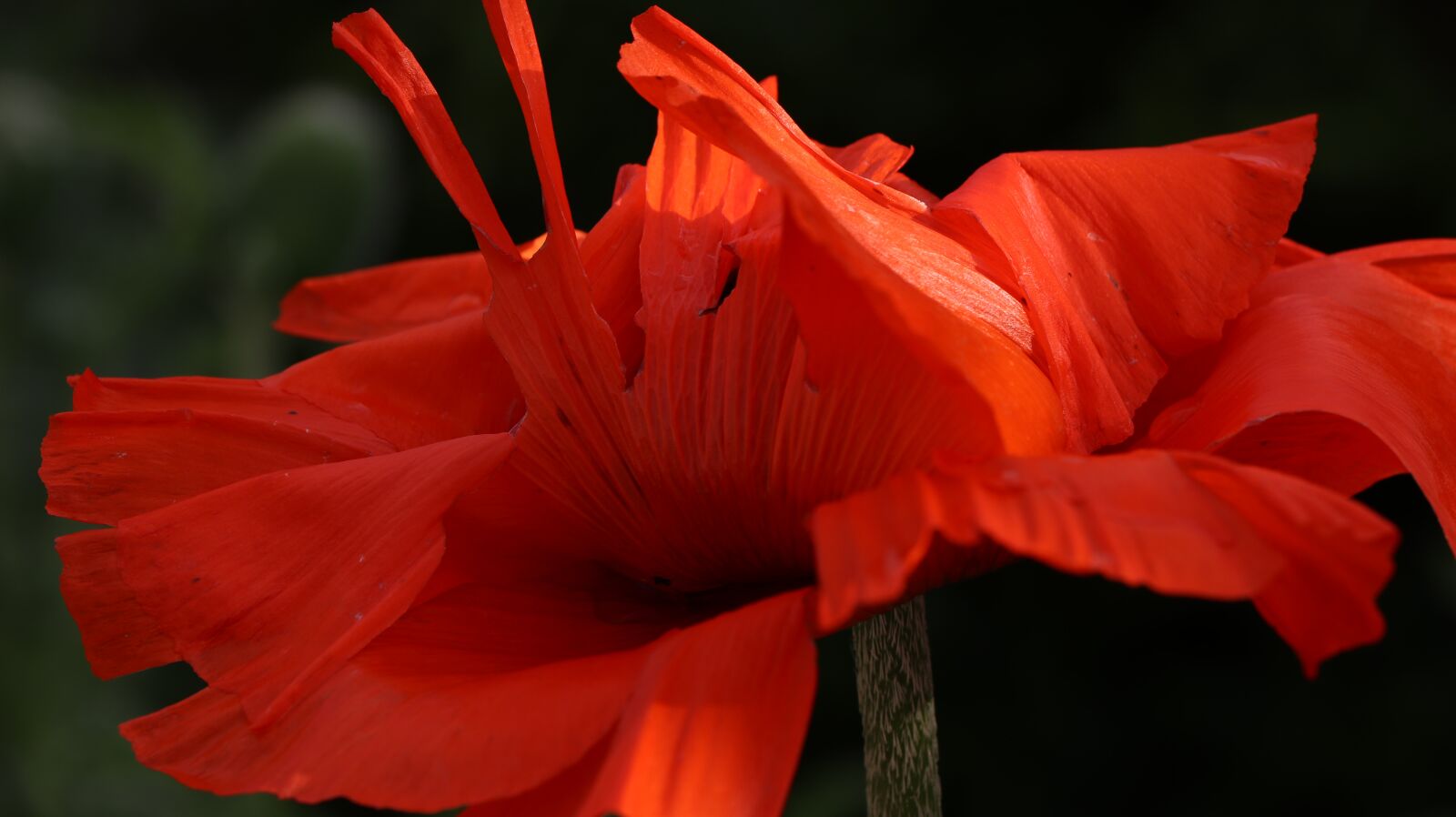 Canon EOS 80D sample photo. Poppy, flower, nature photography