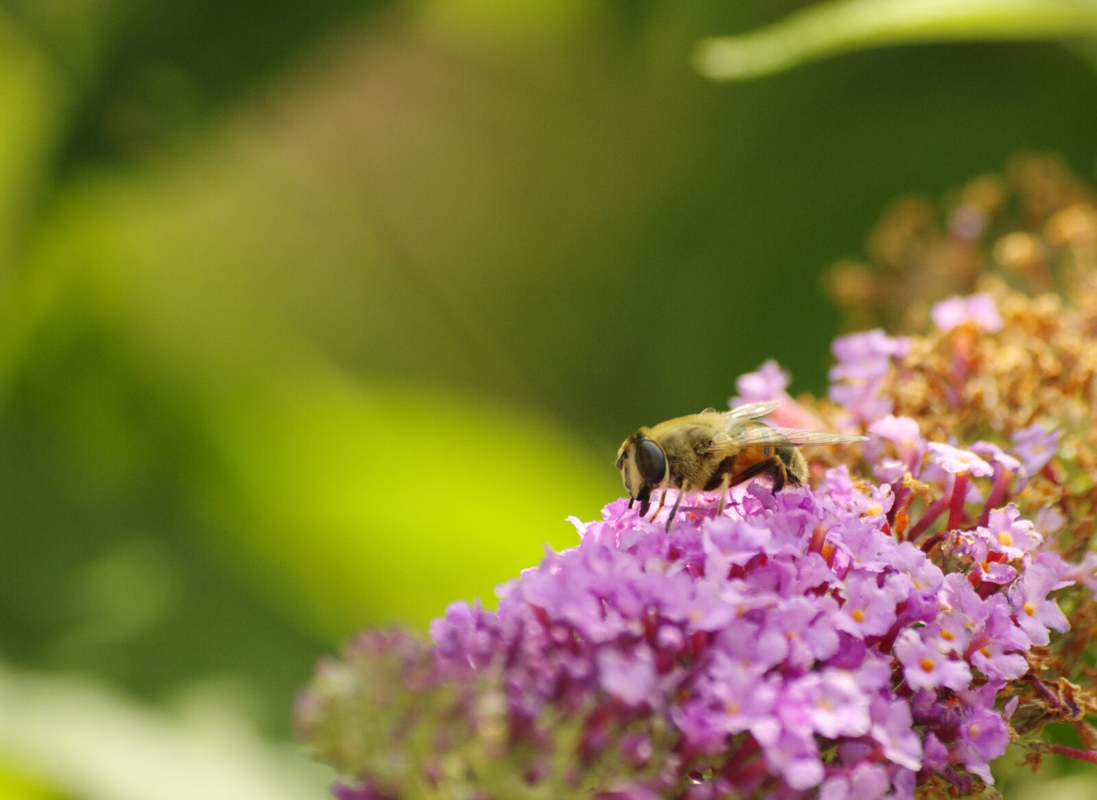 Pentax K-70 sample photo. Bee, close up, lilac photography