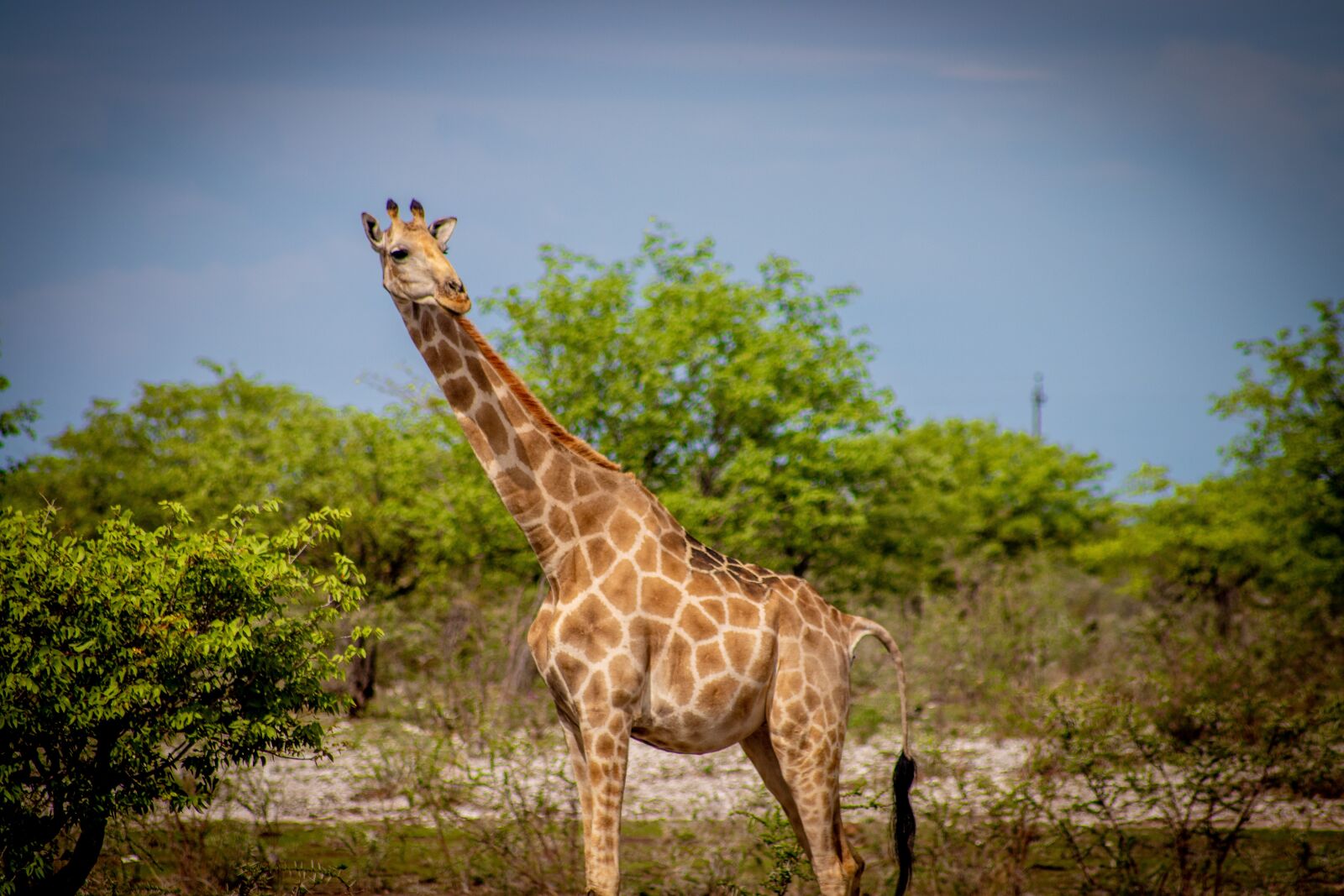Canon EOS 200D (EOS Rebel SL2 / EOS Kiss X9) sample photo. Giraffe, blue skies, nature photography