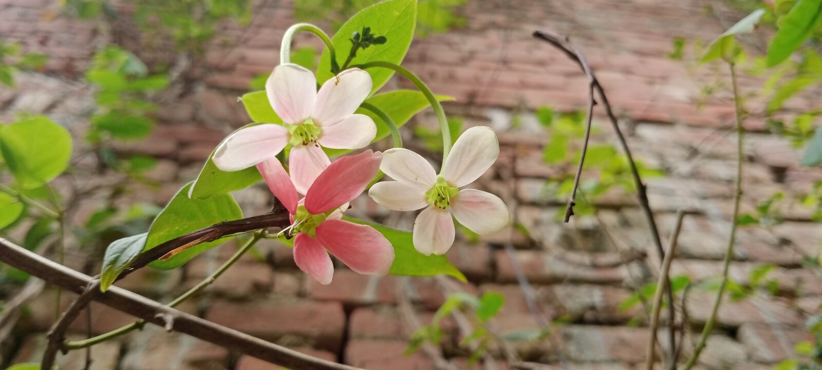 OPPO A31 sample photo. Forest flower, flowers, tree photography