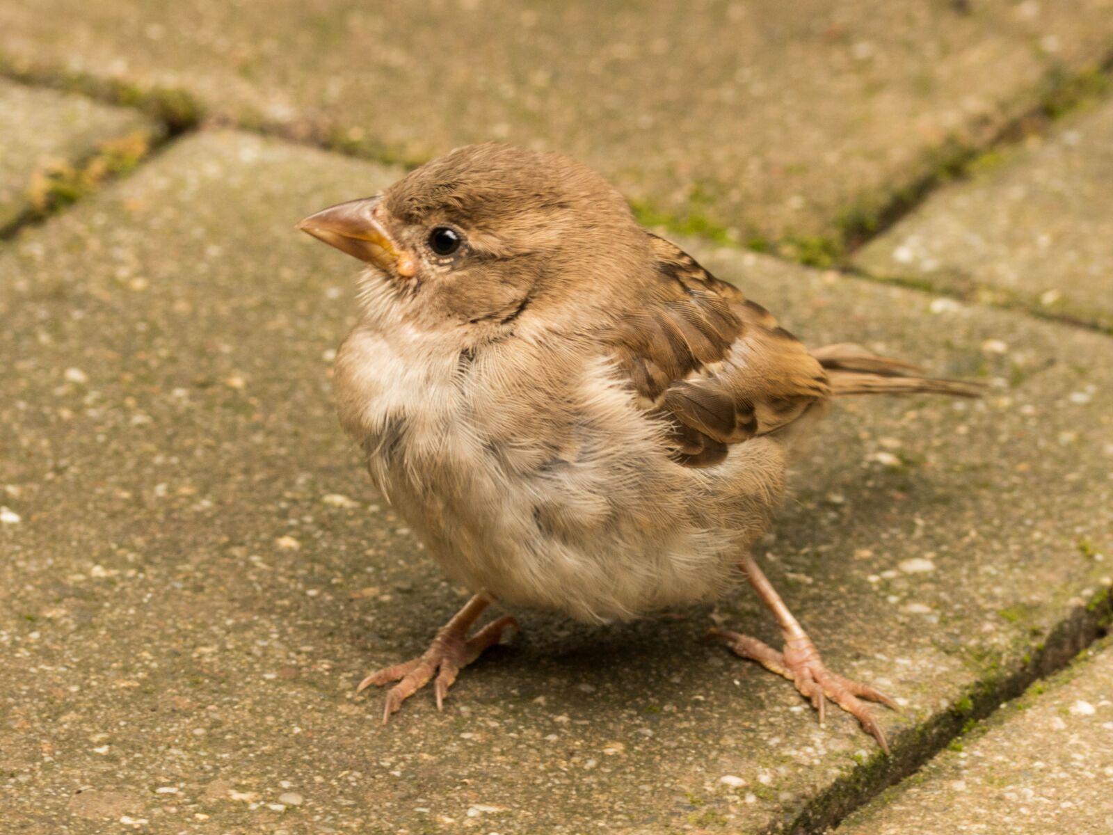 Panasonic Lumix DMC-FZ200 sample photo. Sparrow, cheeky, sperling photography