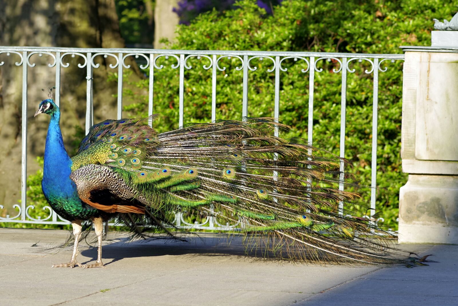 Pentax K-S2 sample photo. Peacock, tail, eye photography