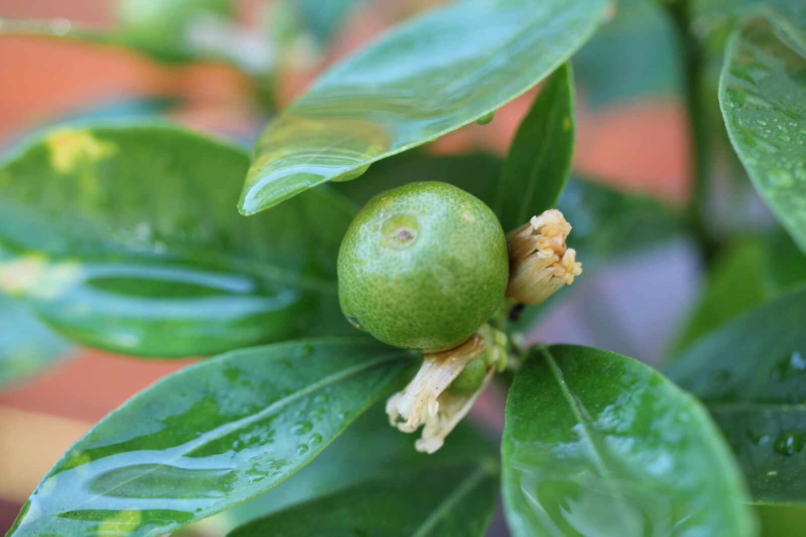 Canon EOS 550D (EOS Rebel T2i / EOS Kiss X4) sample photo. Citrus fruit, green, faded photography