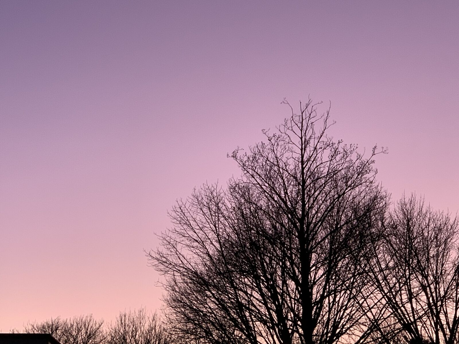 Apple iPhone XS sample photo. Purple, lilac, tree photography