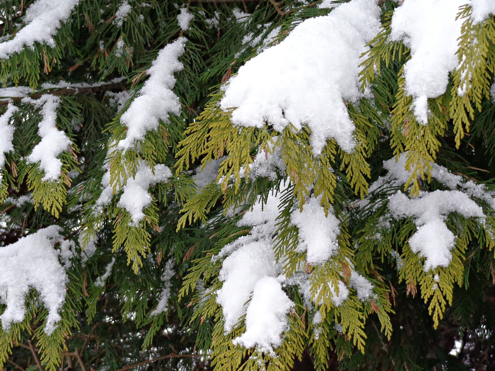 Sony Cyber-shot DSC-H90 sample photo. Snow, christmas tree, winter photography