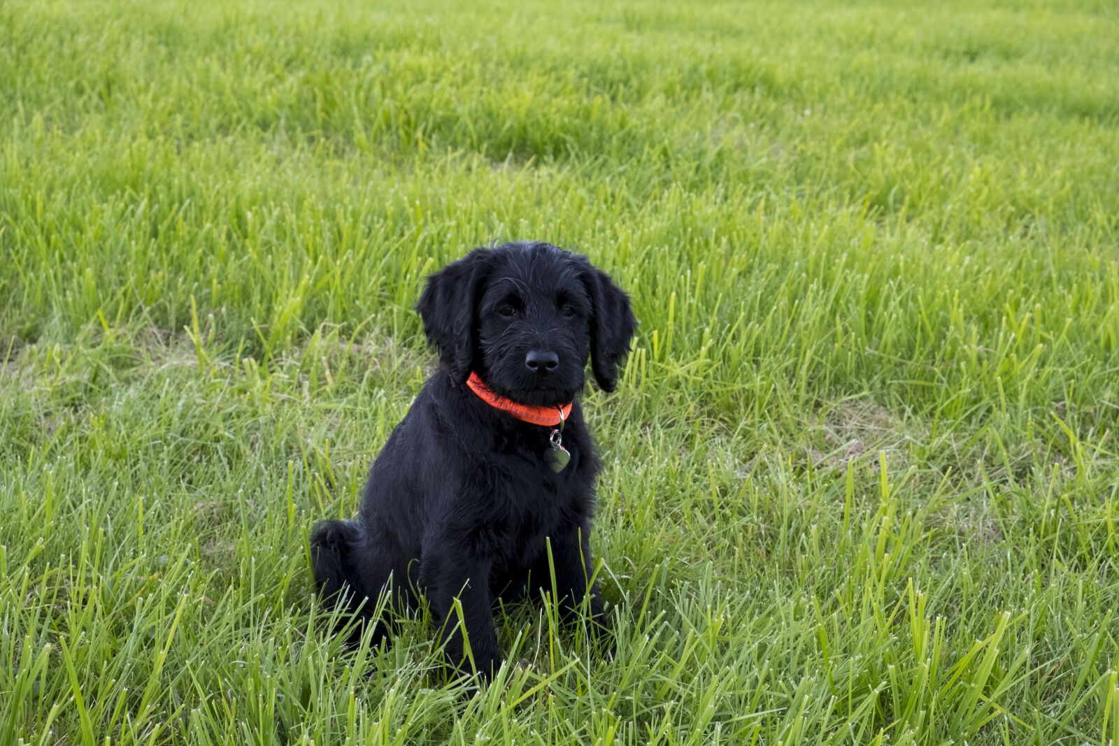 Fujifilm XF 18-55mm F2.8-4 R LM OIS sample photo. Labradoodle, labrador, king poodle photography