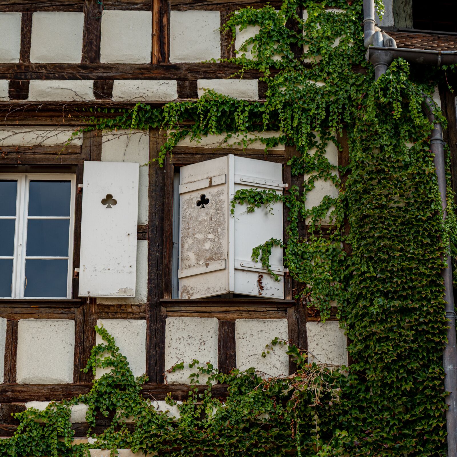 Sony a7 III sample photo. Window, colmar, ivy photography
