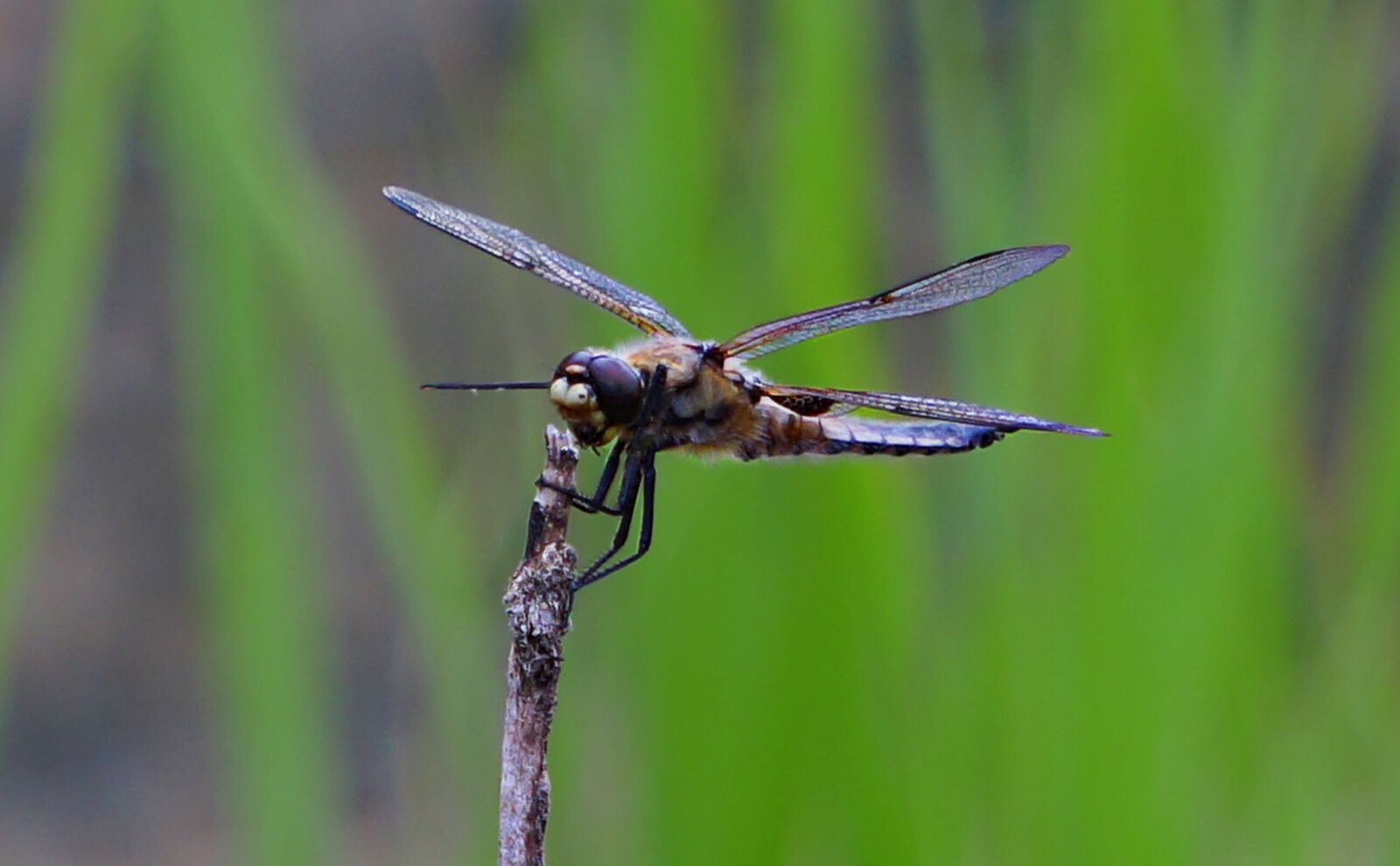 Sony a6000 sample photo. Dragonfly, animal, nature photography