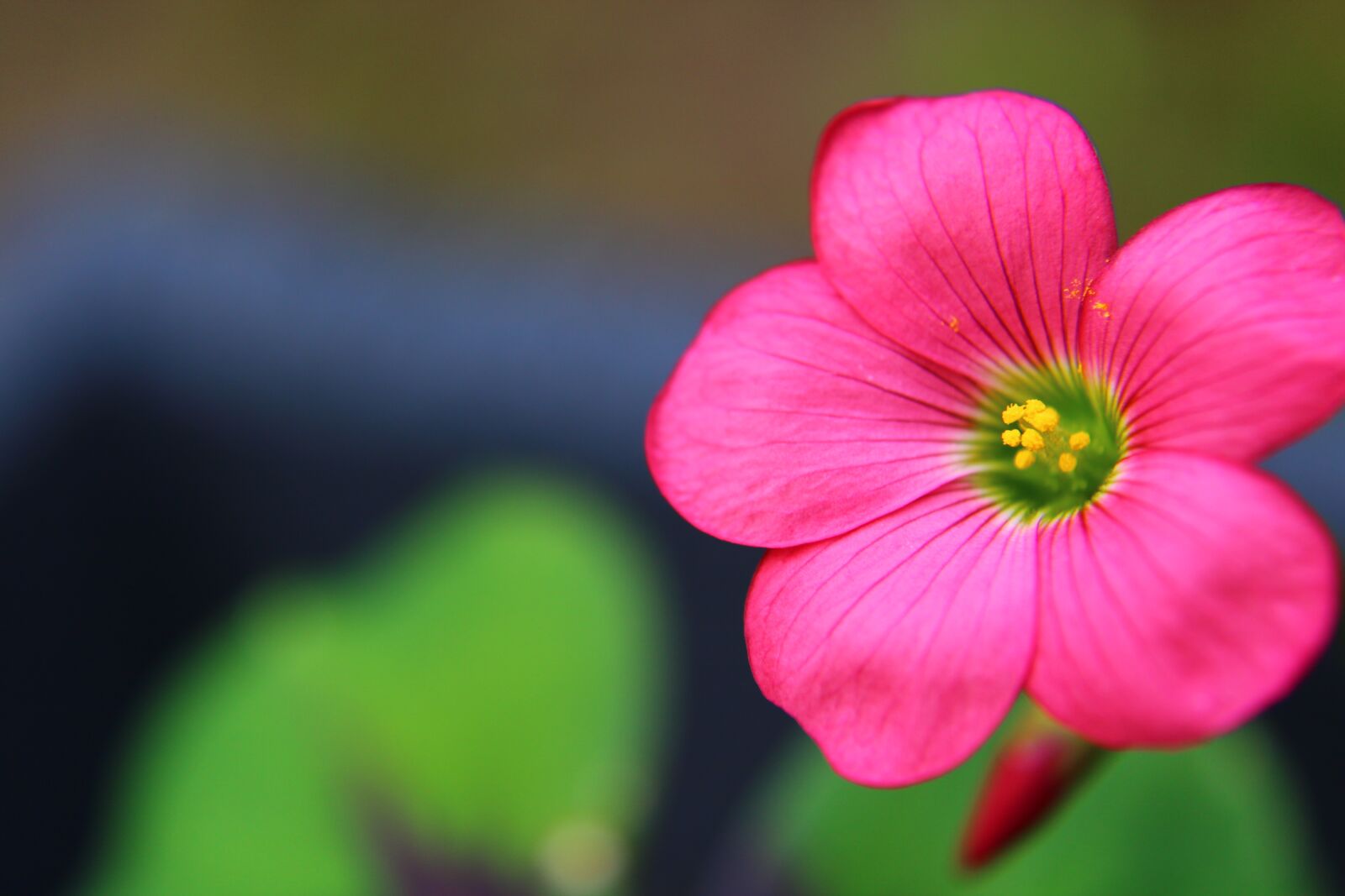 Canon EOS 2000D (EOS Rebel T7 / EOS Kiss X90 / EOS 1500D) sample photo. Oxalis, oxalis iron cross photography
