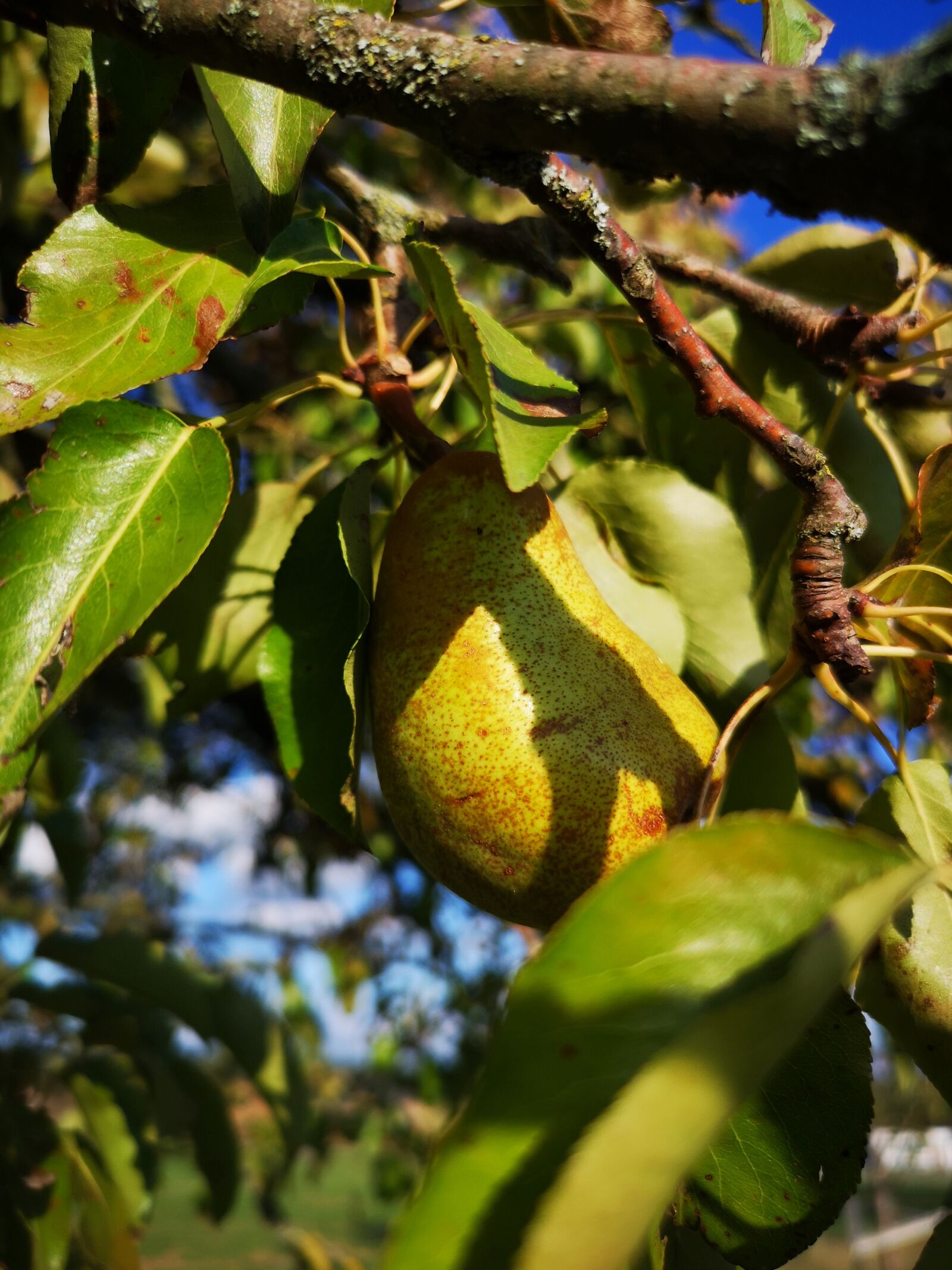 HUAWEI CLT-L29 sample photo. Fruit, tree, pear photography