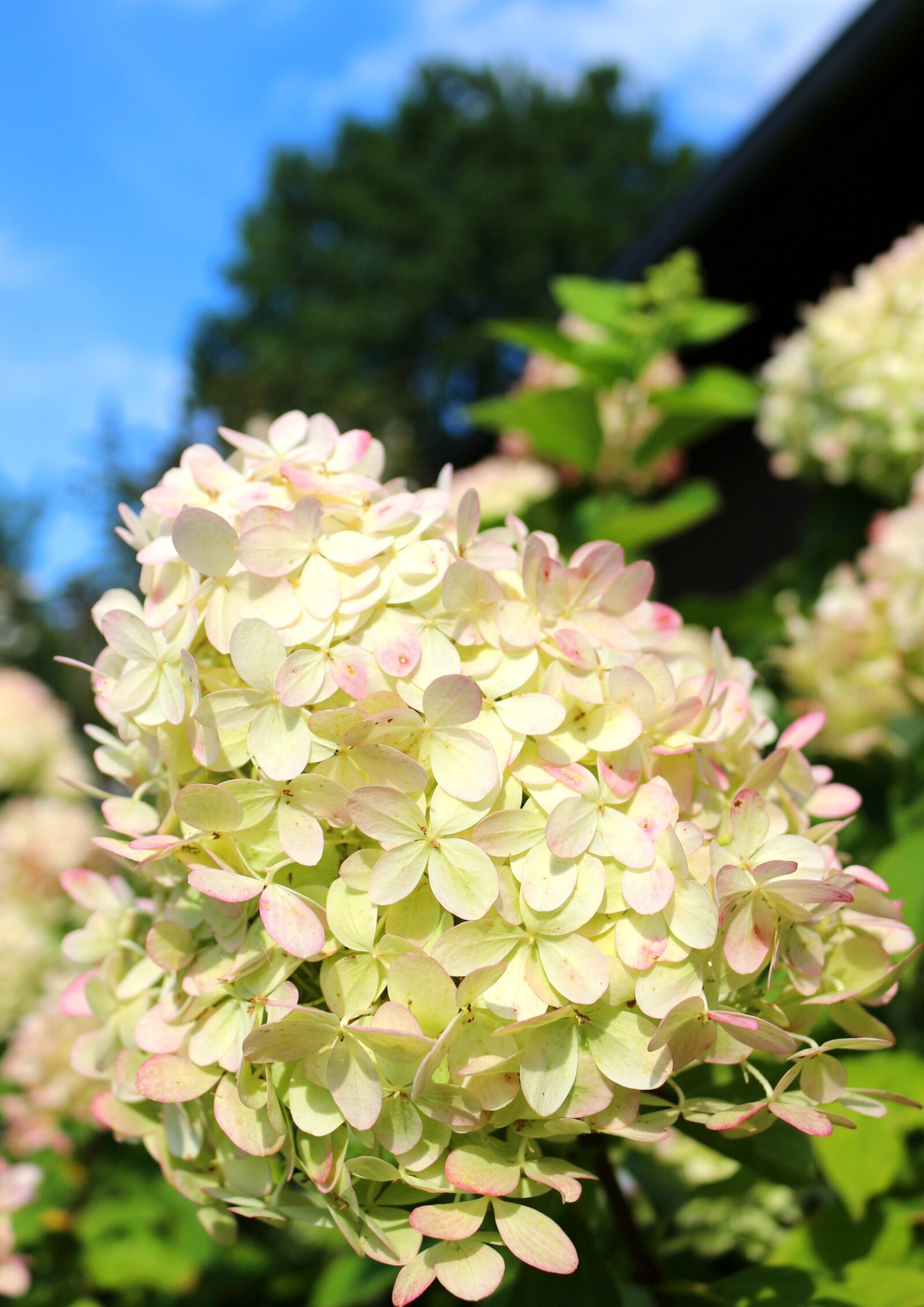 Canon EOS 700D (EOS Rebel T5i / EOS Kiss X7i) sample photo. White-pink flowers, romantic, dusky photography