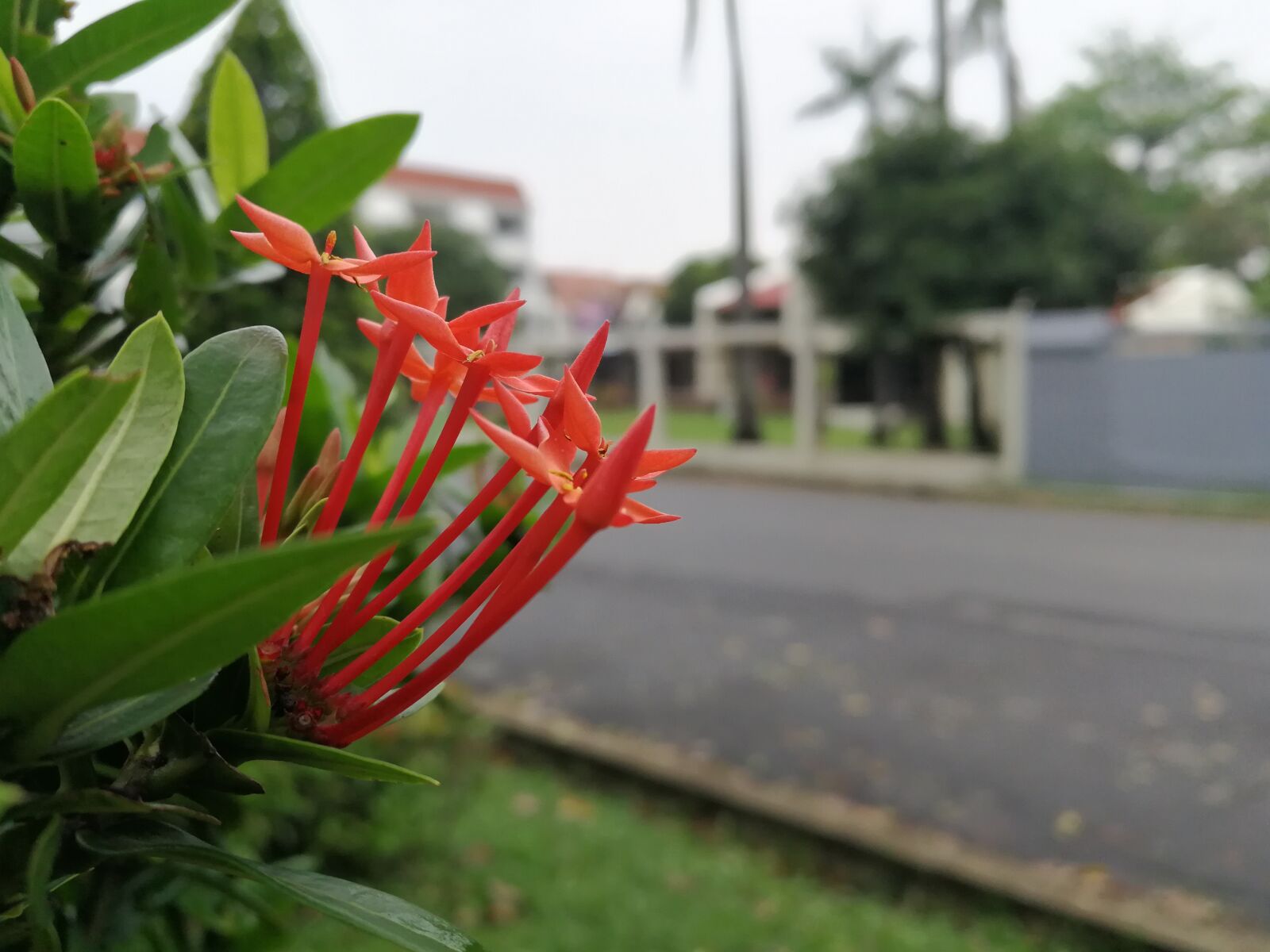 HUAWEI P10 sample photo. Nature, summer, outdoors photography