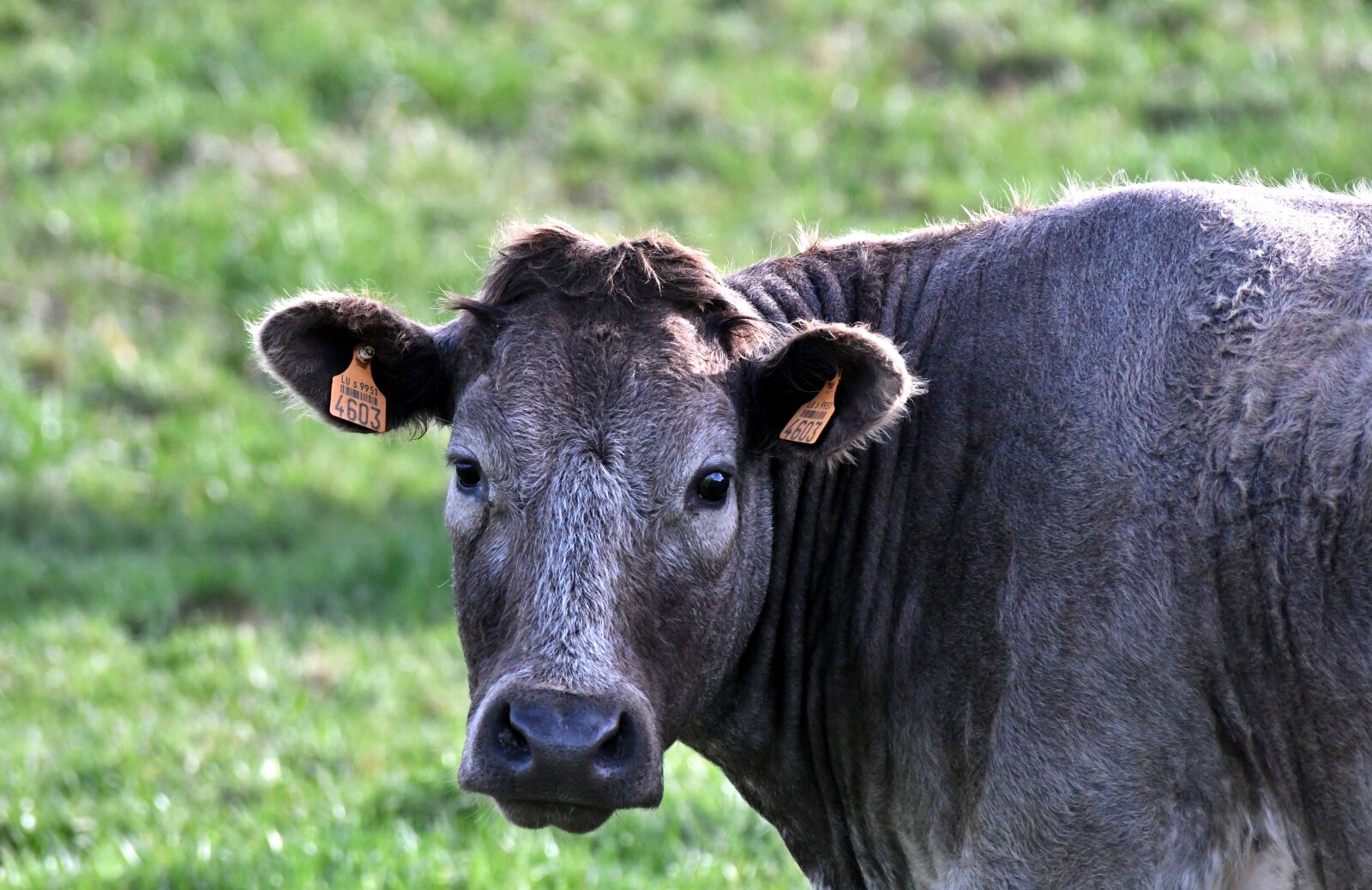 Nikon D500 sample photo. Cow, herkauwer, mammal photography