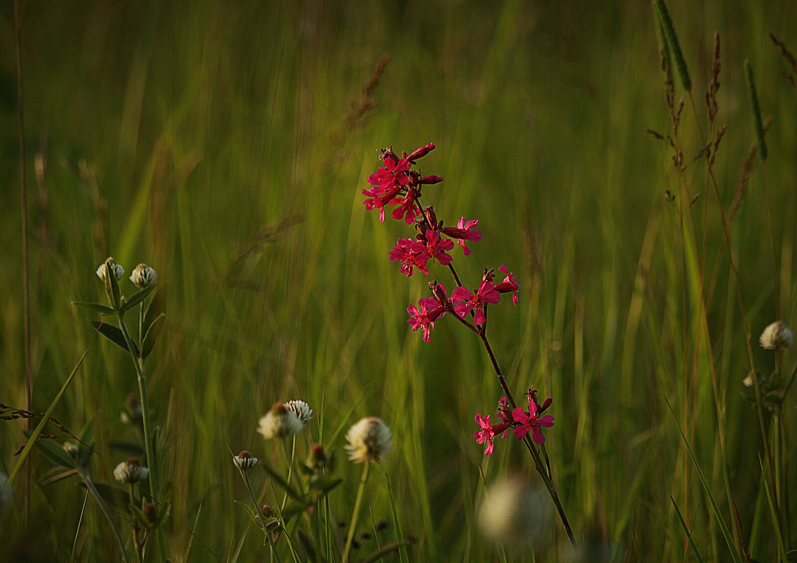 Canon EOS 1200D (EOS Rebel T5 / EOS Kiss X70 / EOS Hi) sample photo. Flower, field, summer photography