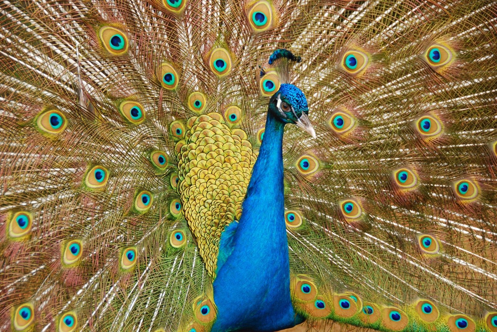 Nikon D80 sample photo. Peacock, close up, plumage photography