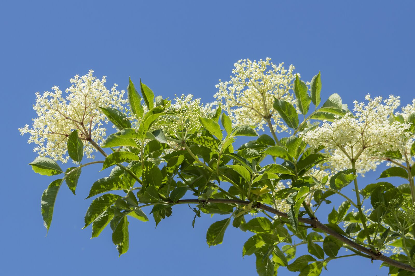 Canon EF75-300mm f/4-5.6 sample photo. Elder, bush, flower photography