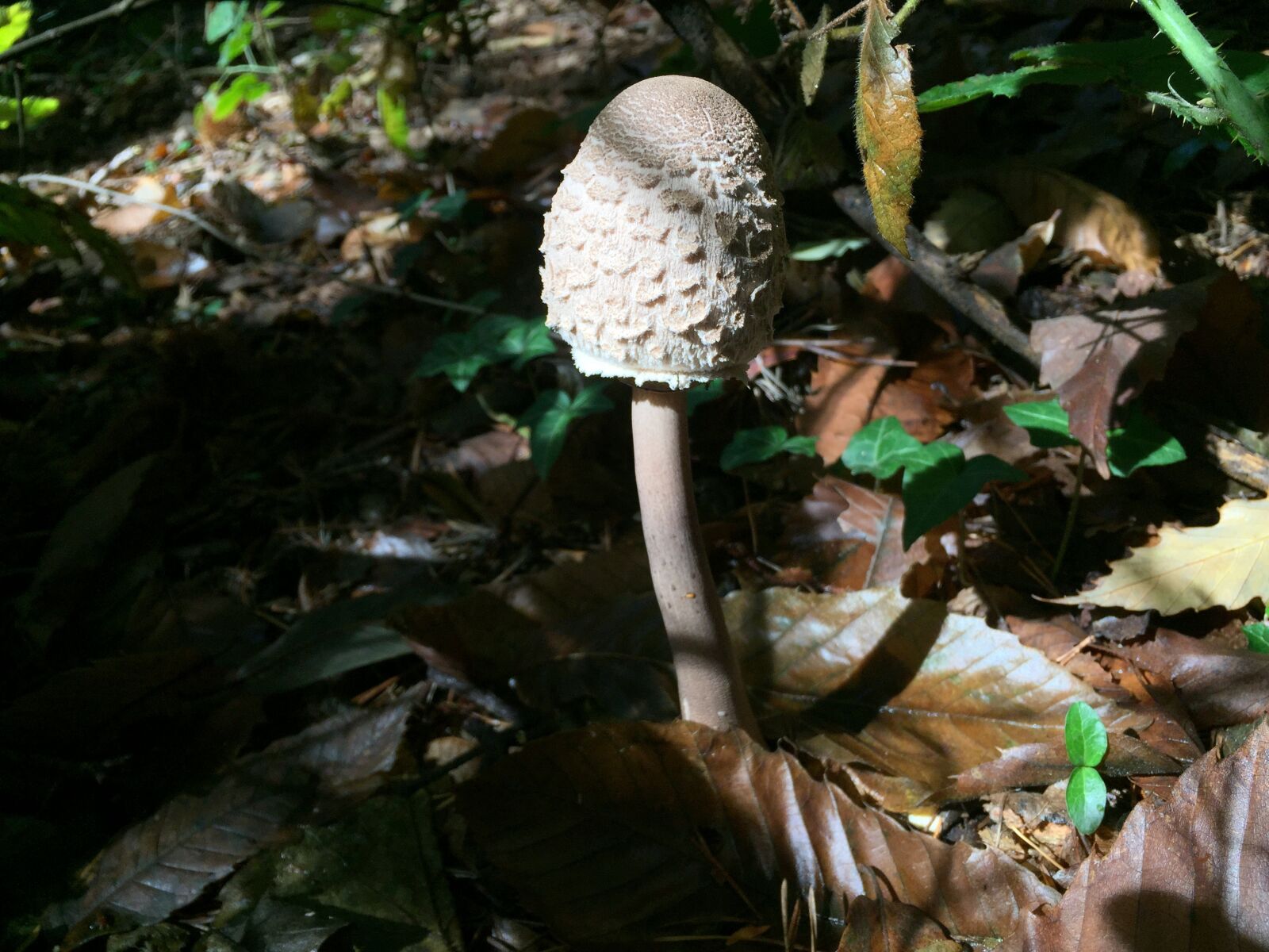 Apple iPhone 6 sample photo. Fungus, drum stick, forest photography