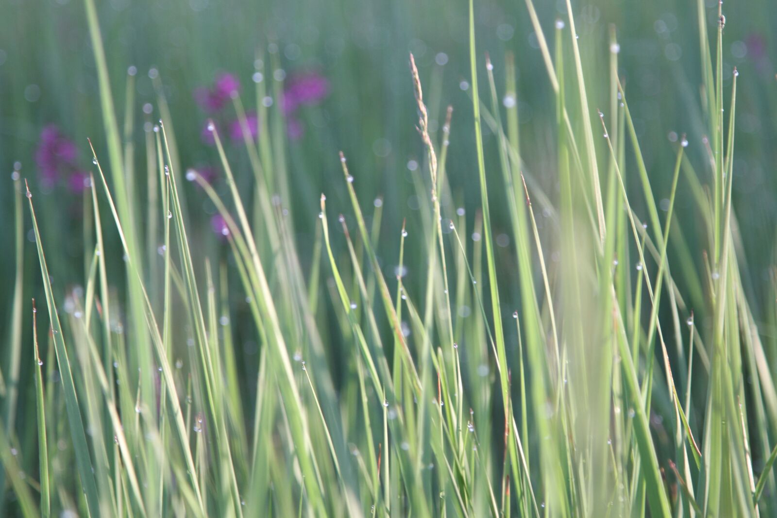 Canon EOS 7D + Canon EF 24-105mm F4L IS USM sample photo. Grass, nature, flora photography