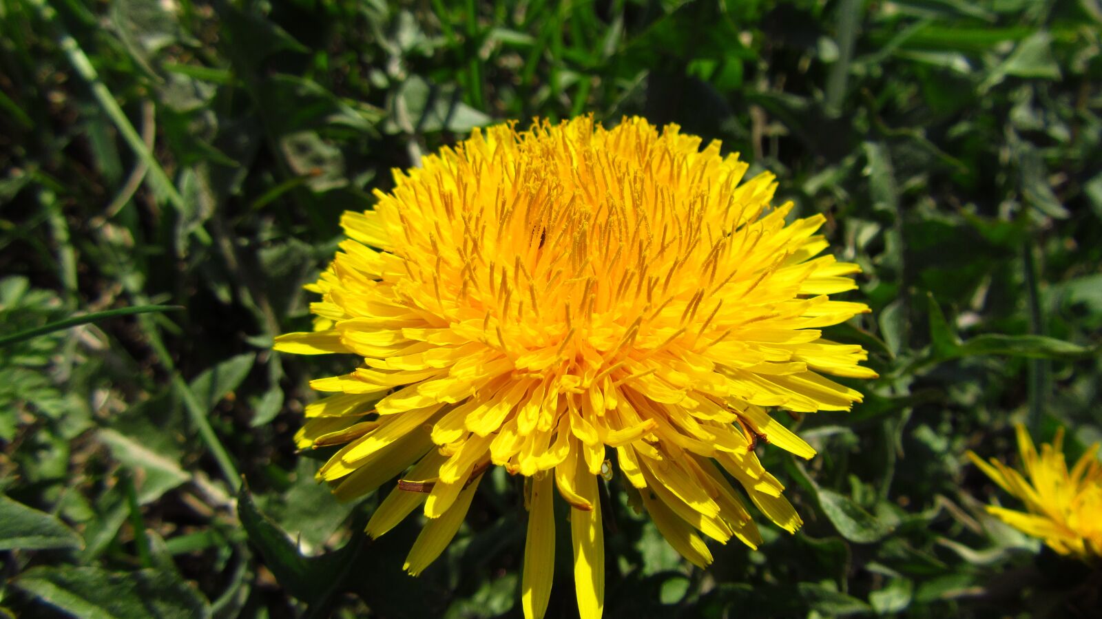 Canon PowerShot SX610 HS sample photo. Flower, yellow, green photography