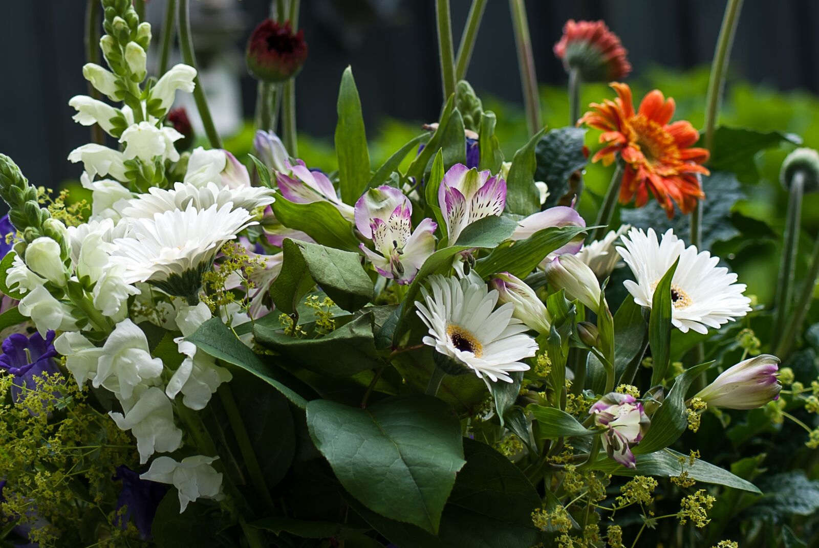 Nikon D3000 sample photo. Flowers, garden, bouquet photography