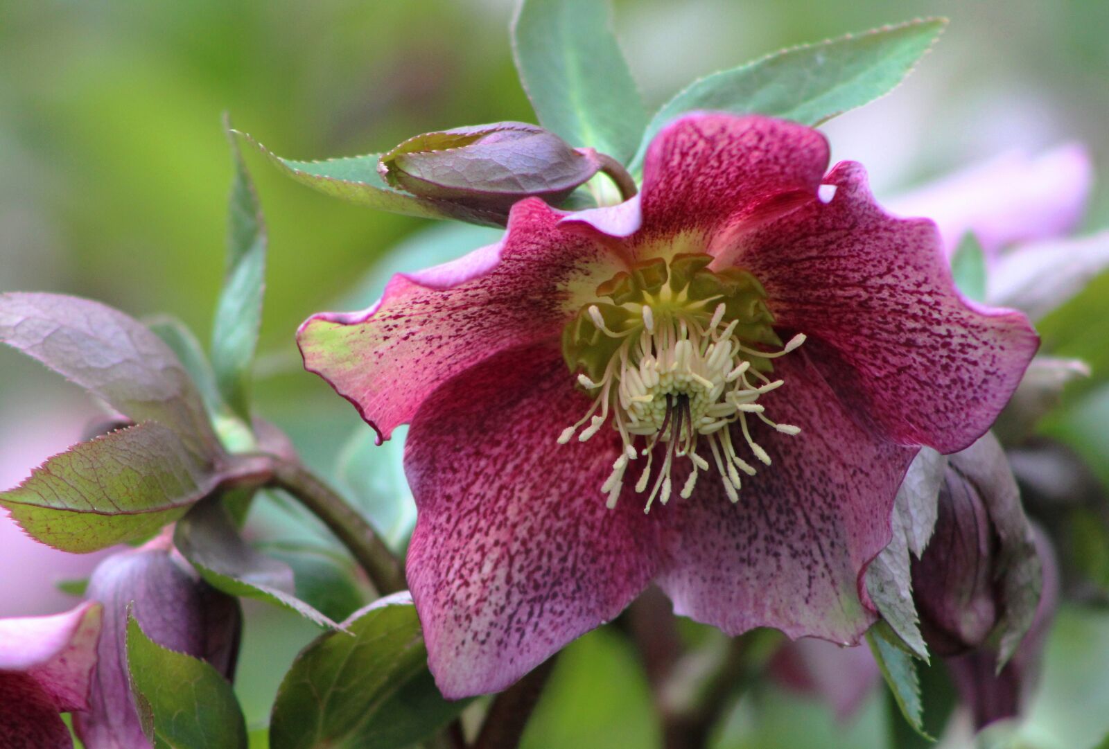 Canon EOS 600D (Rebel EOS T3i / EOS Kiss X5) sample photo. Helleboris orientalis, christmas rose photography