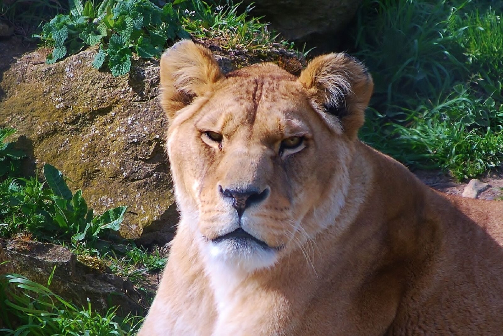 Nikon D60 sample photo. Lioness, female lion, close photography