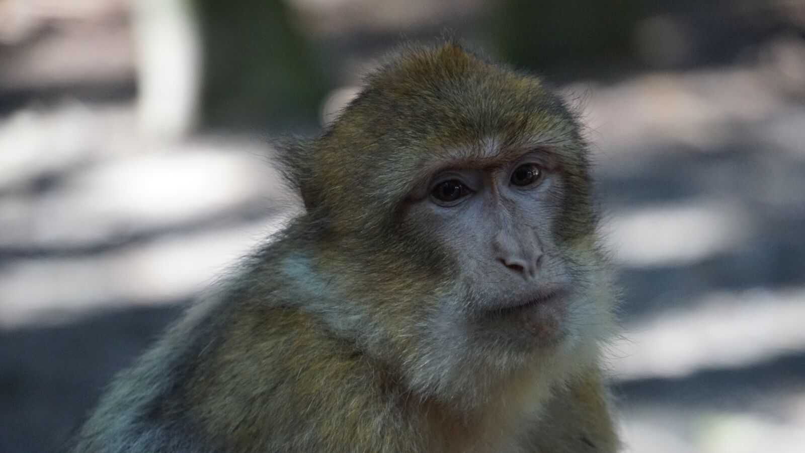 Sony E 18-200mm F3.5-6.3 OSS LE sample photo. Barbary ape, monkey mountain photography