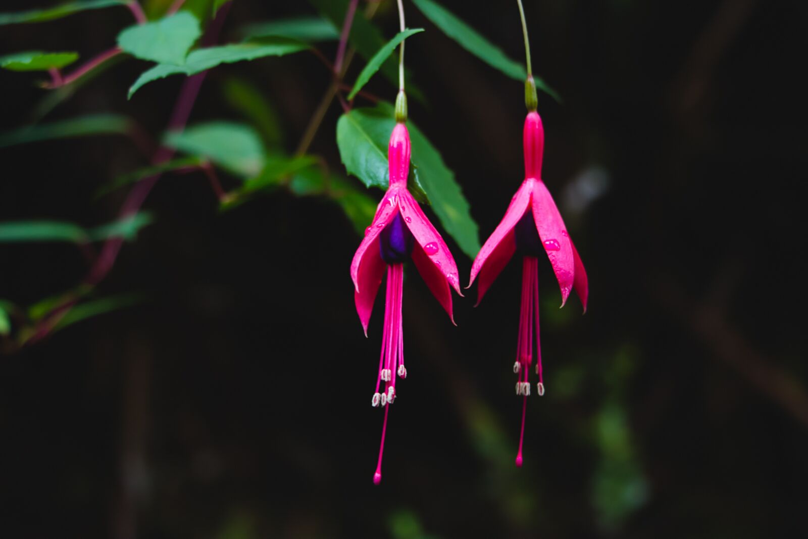 Canon EOS 70D sample photo. Nature, hawaii, tropical photography