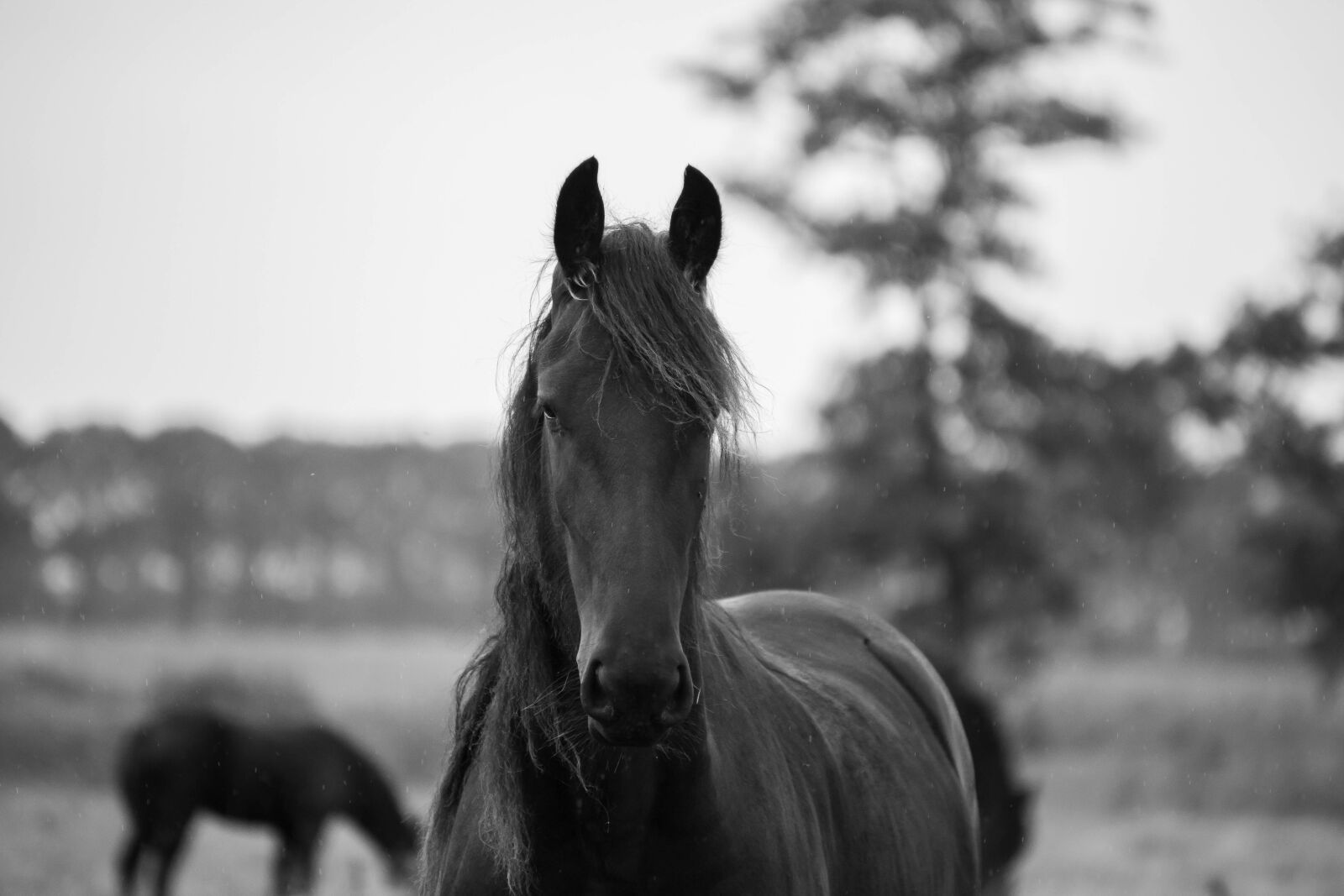 Canon EOS 6D Mark II sample photo. Horse, horses, nature photography