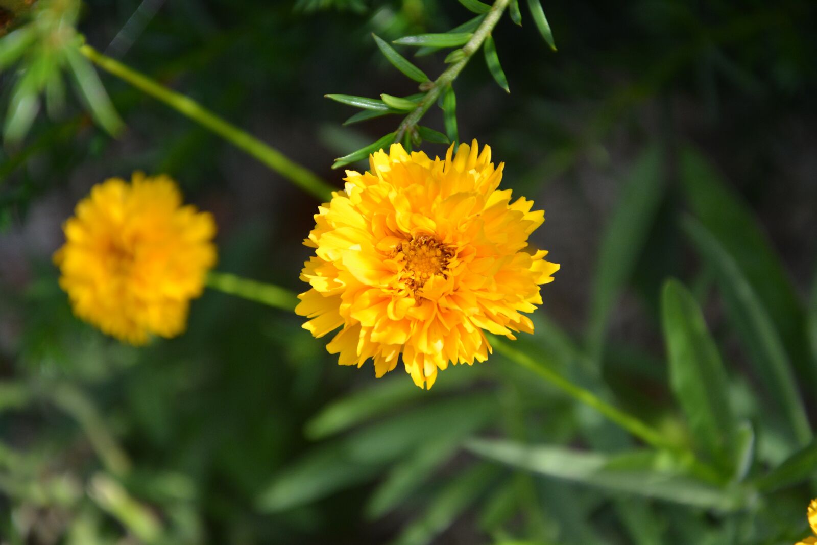 Nikon D5200 sample photo. Yellow flowers, petals, garden photography
